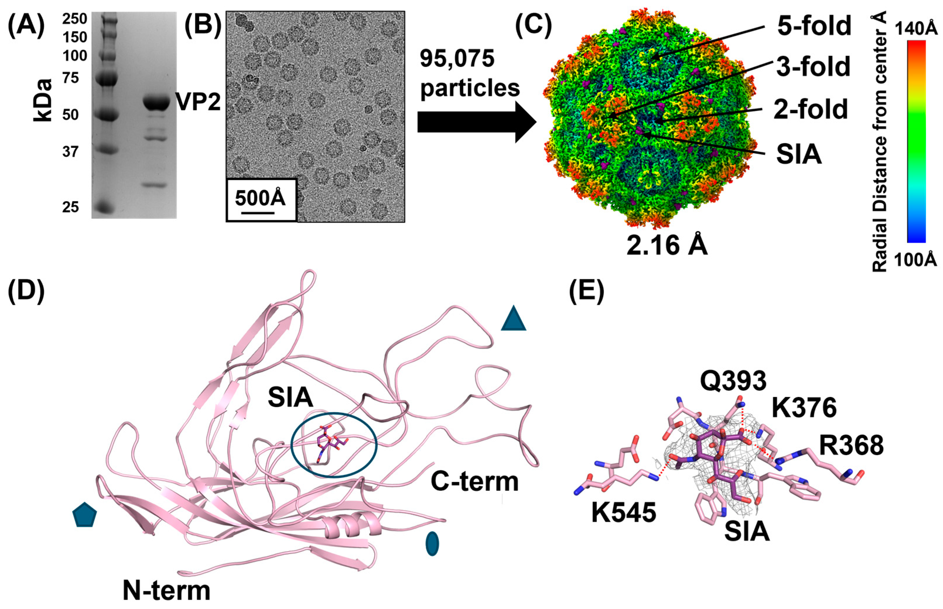 Viruses 16 01258 g003 Viruses 16 01258 g003