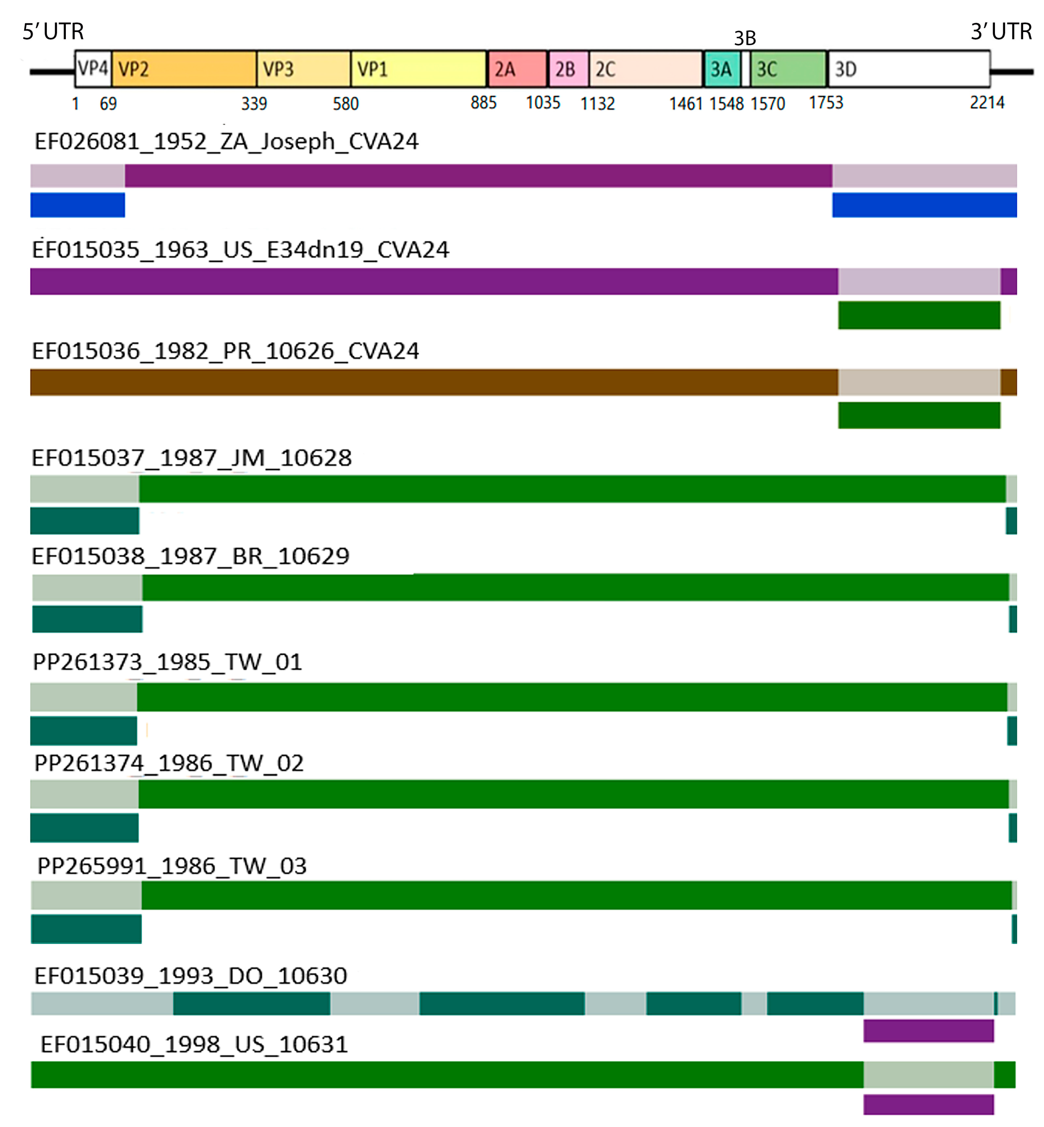 Phylodynamic and Epistatic Analysis of Coxsackievirus A24