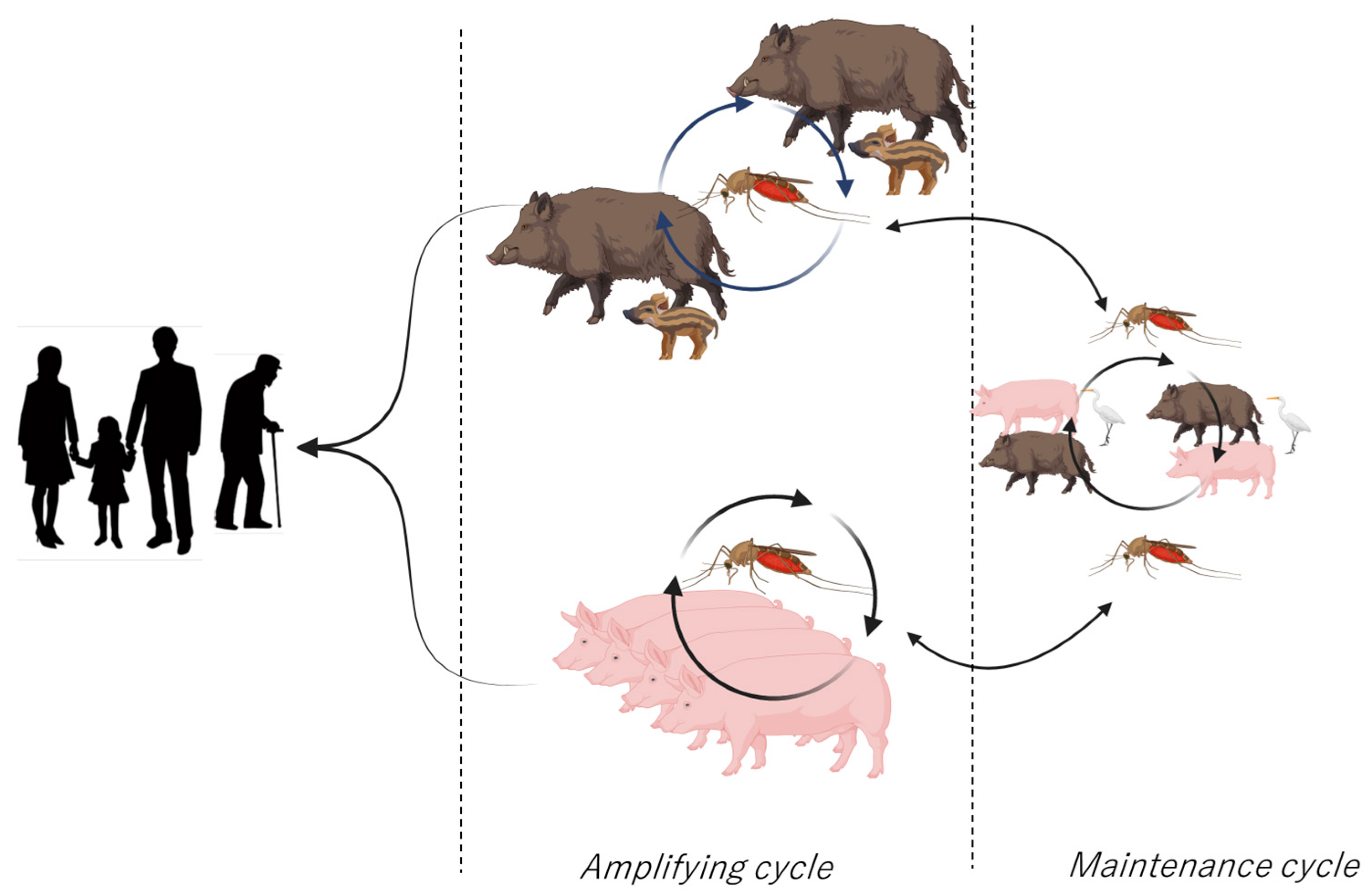 Viruses 16 01273 g004