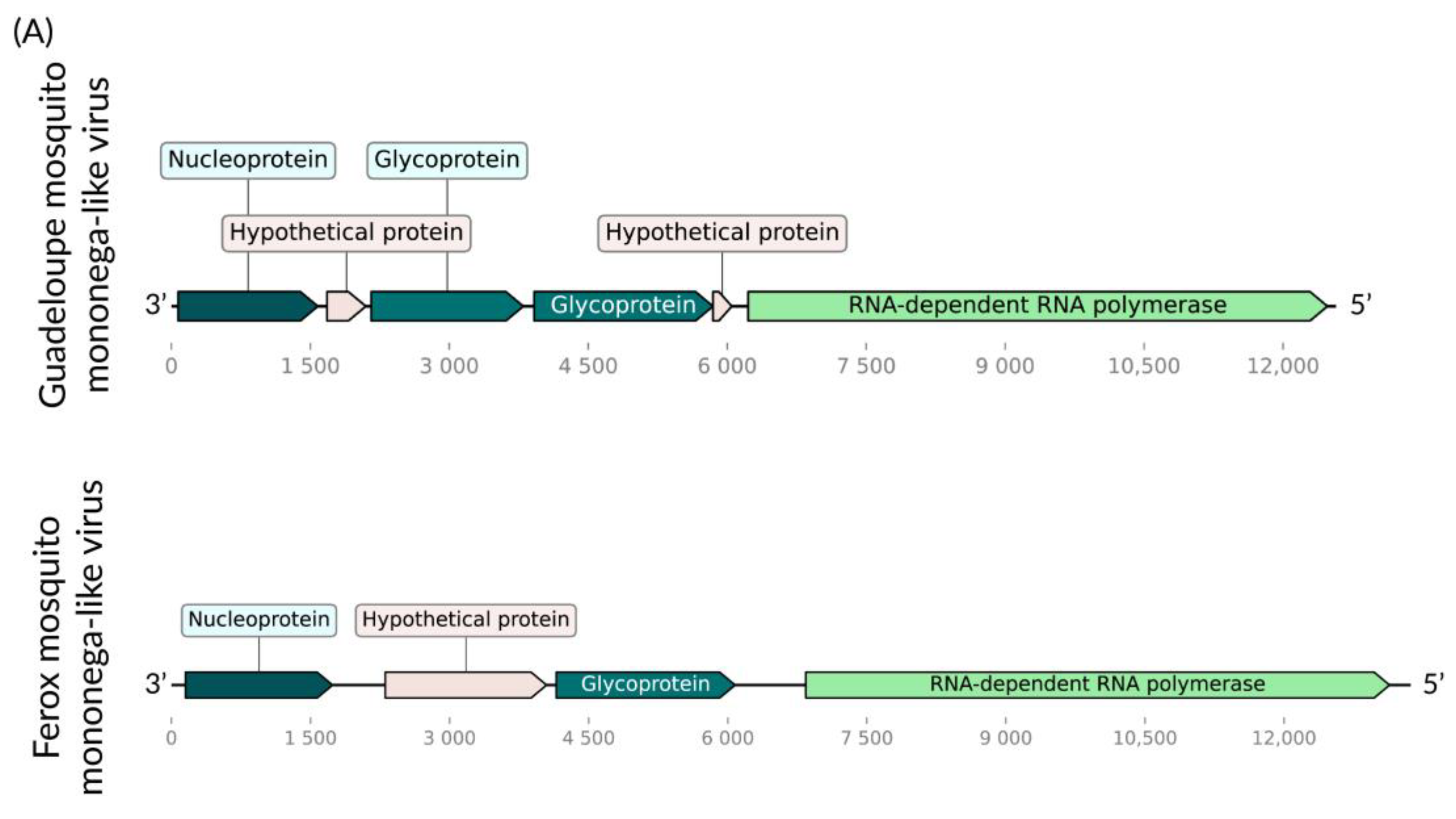 Viruses 16 01276 g002a Viruses 16 01276 g002a