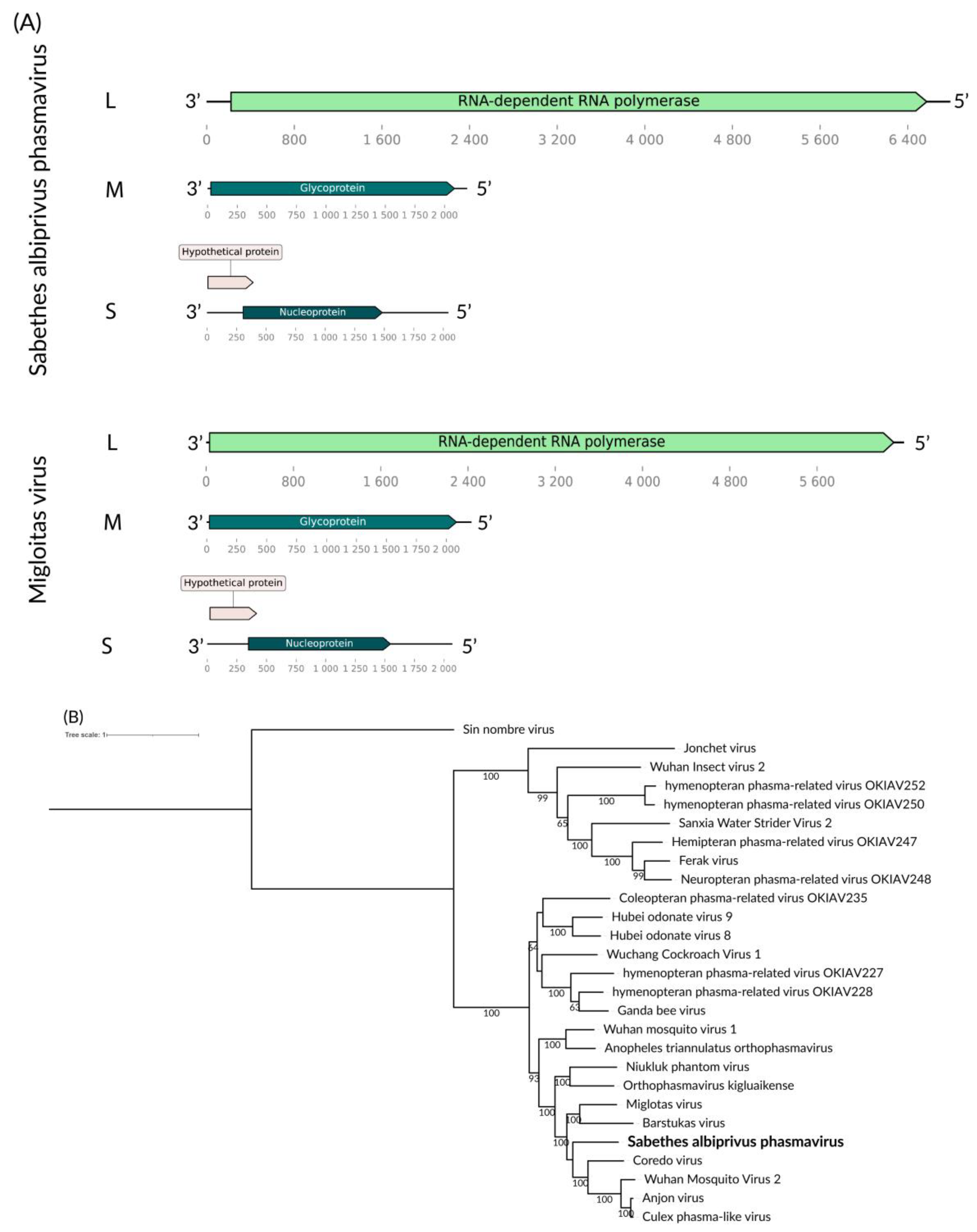 Viruses 16 01276 g003 Viruses 16 01276 g003