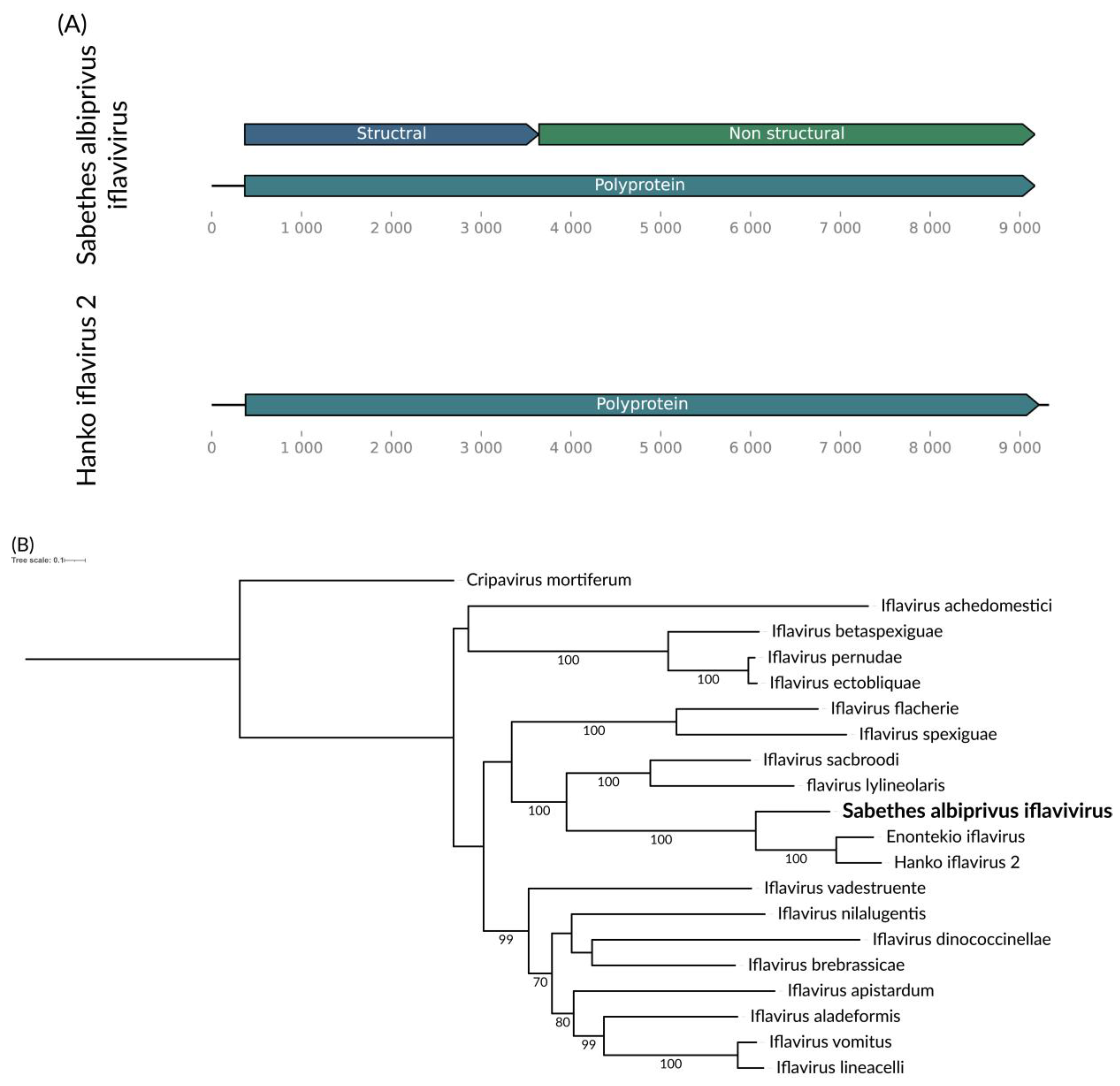 Viruses 16 01276 g005 Viruses 16 01276 g005