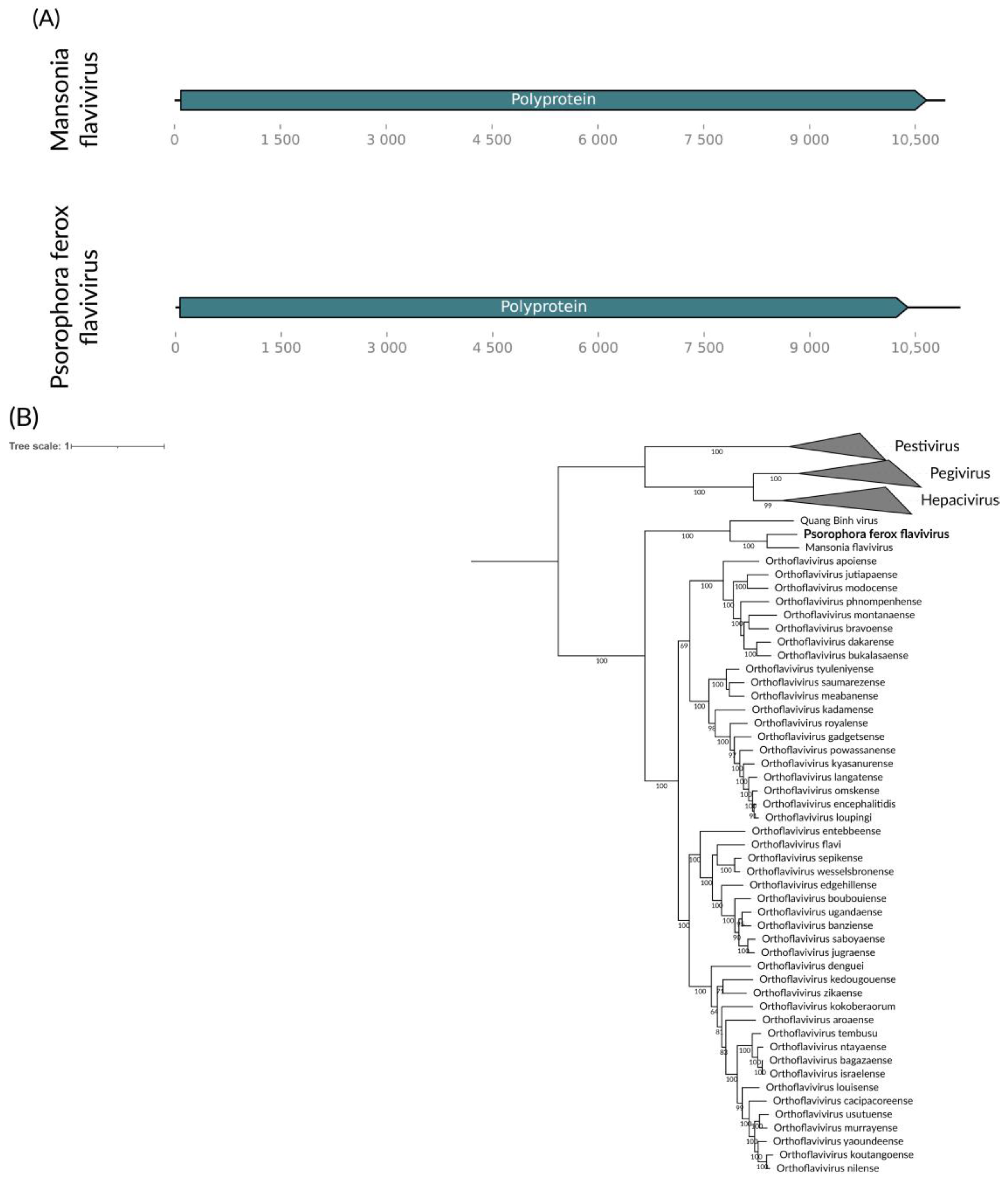 Viruses 16 01276 g007 Viruses 16 01276 g007