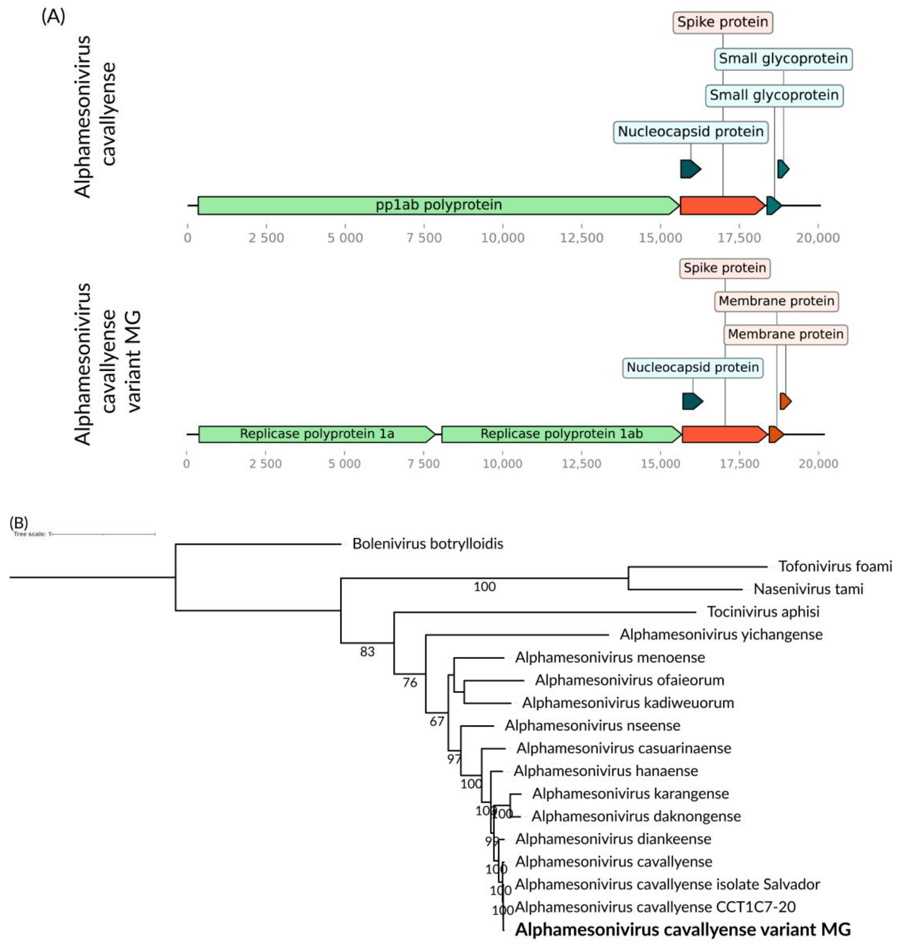 Viruses 16 01276 g008 Viruses 16 01276 g008