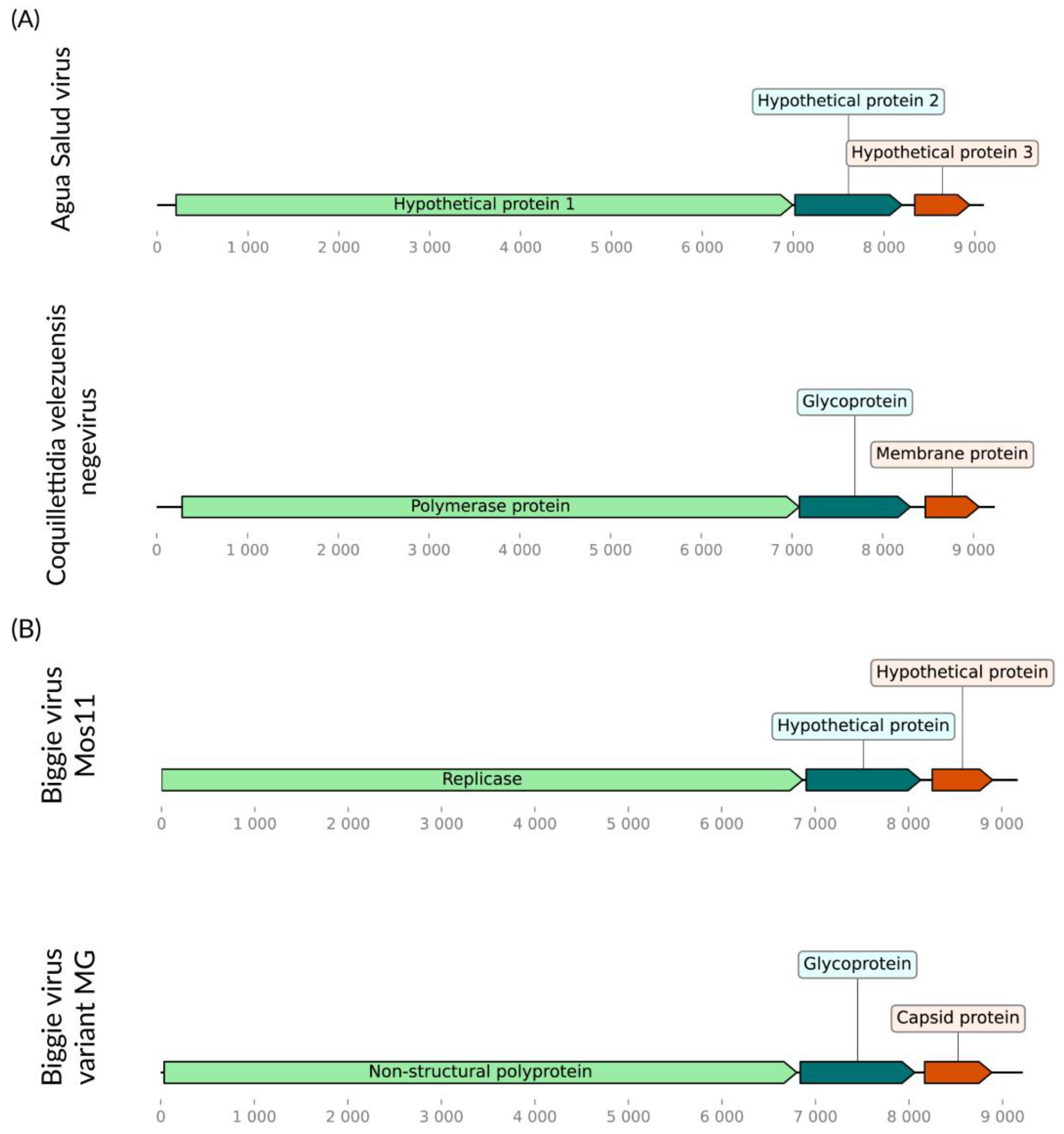 Viruses 16 01276 g009a Viruses 16 01276 g009a