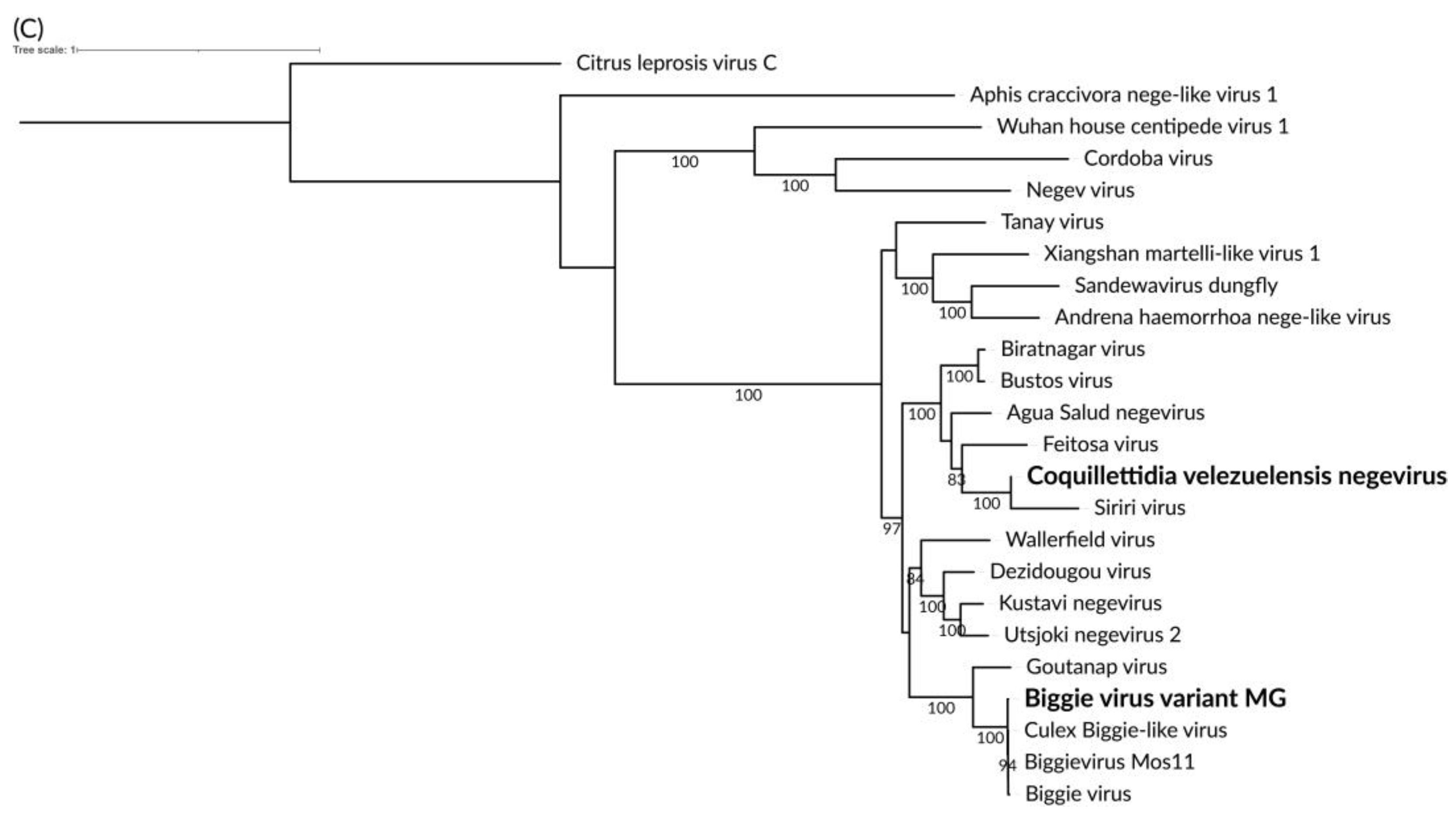 Viruses 16 01276 g009b Viruses 16 01276 g009b