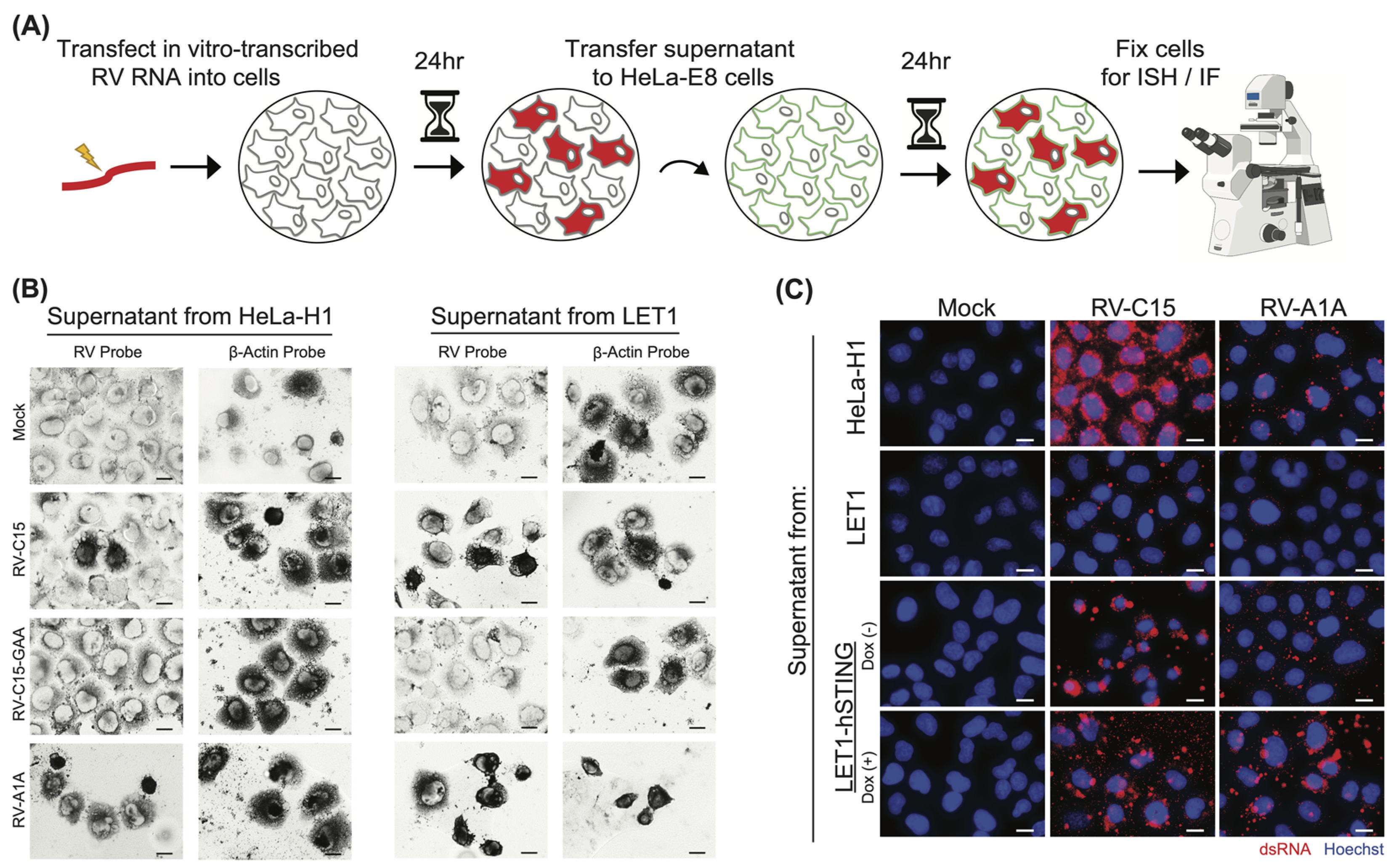 Viruses 16 01282 g003 Viruses 16 01282 g003