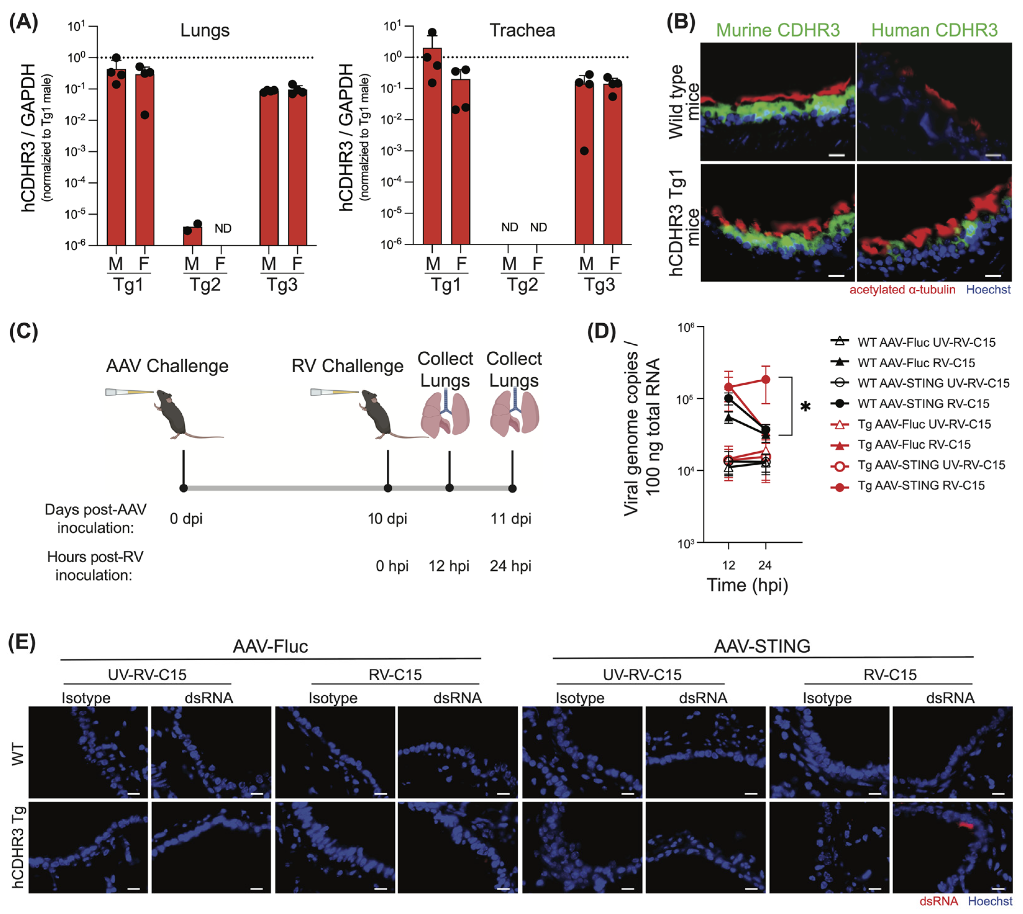 Viruses 16 01282 g004 Viruses 16 01282 g004