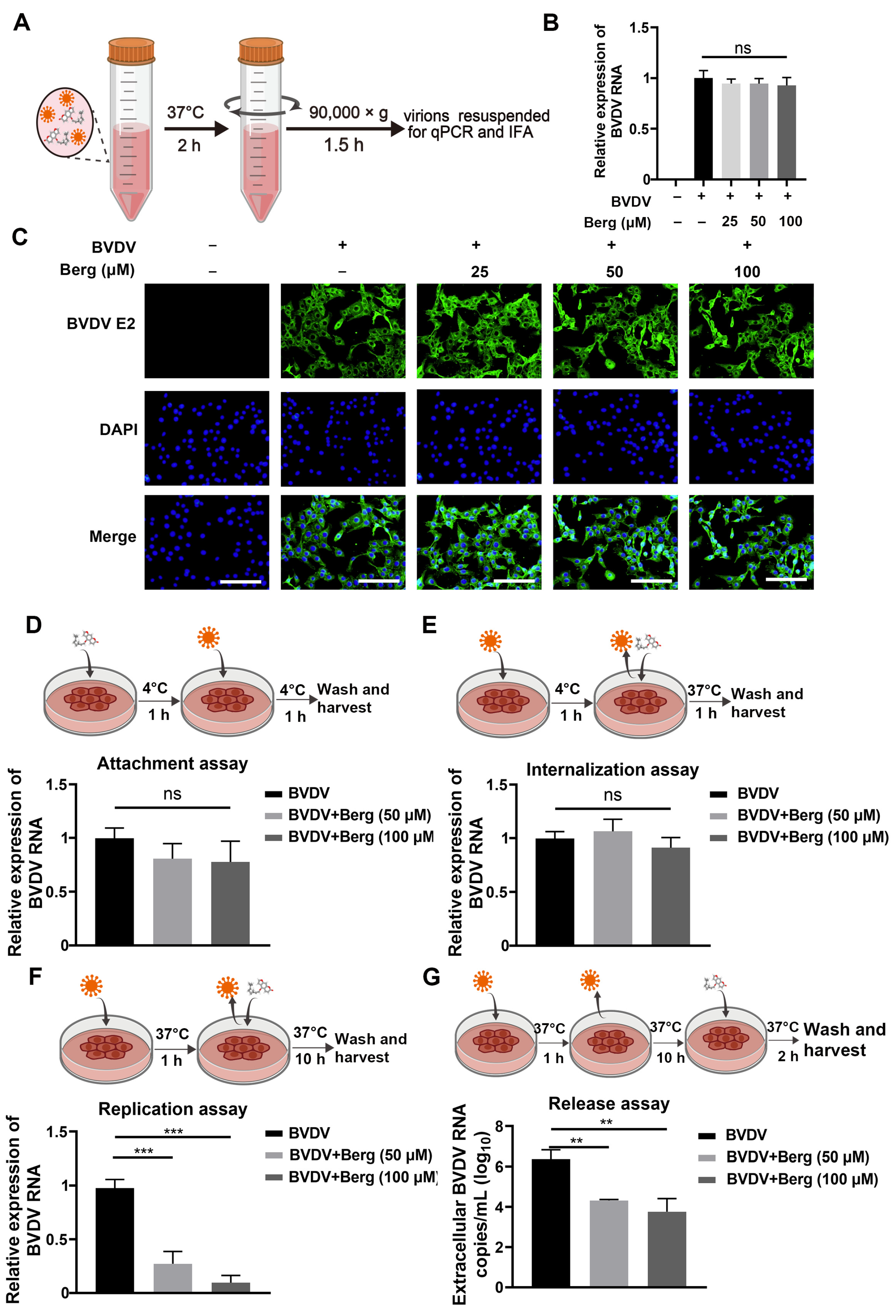 Viruses 16 01287 g002