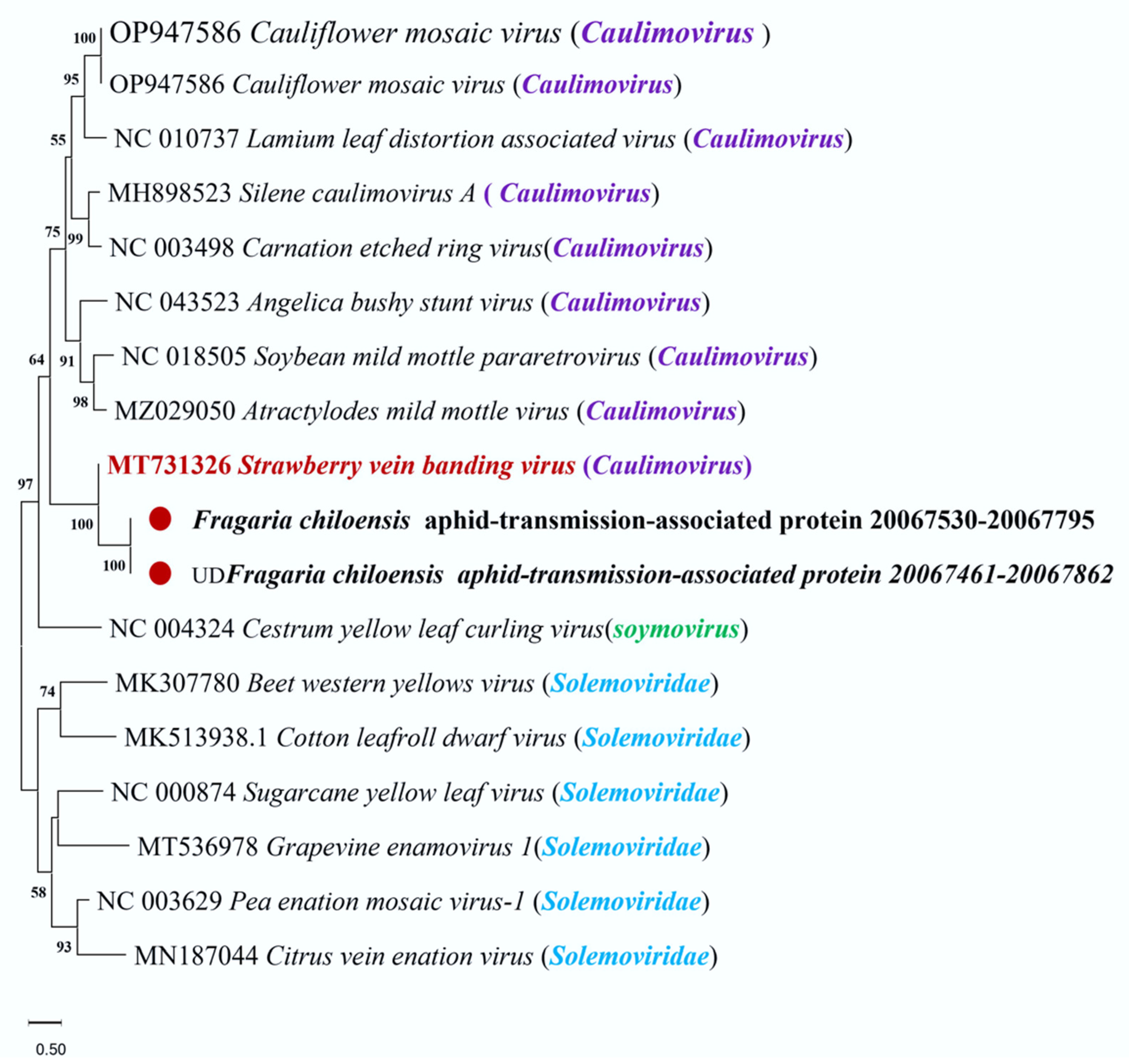 Viruses 16 01306 g006 Viruses 16 01306 g006