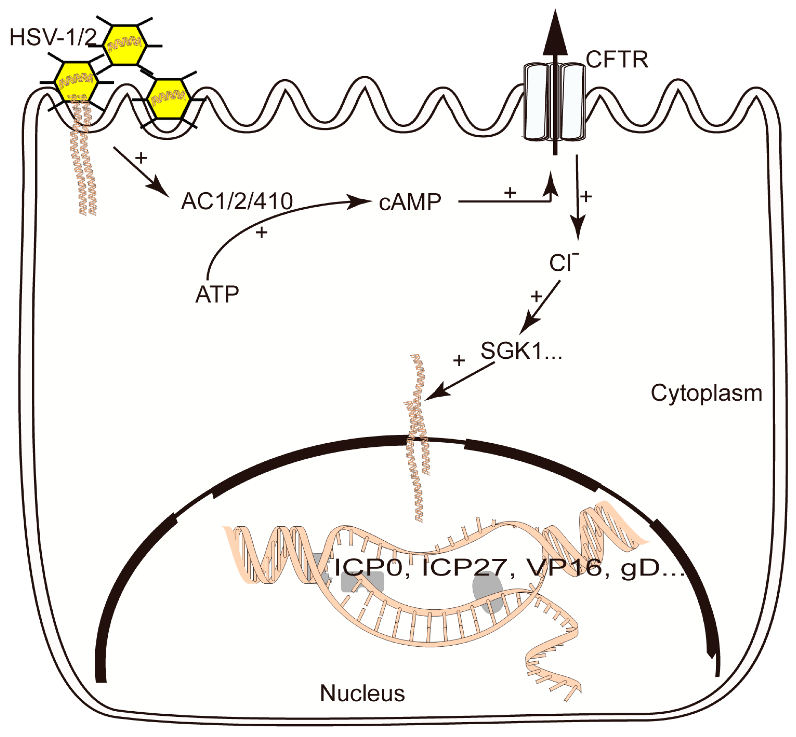 Viruses 16 01308 g007
