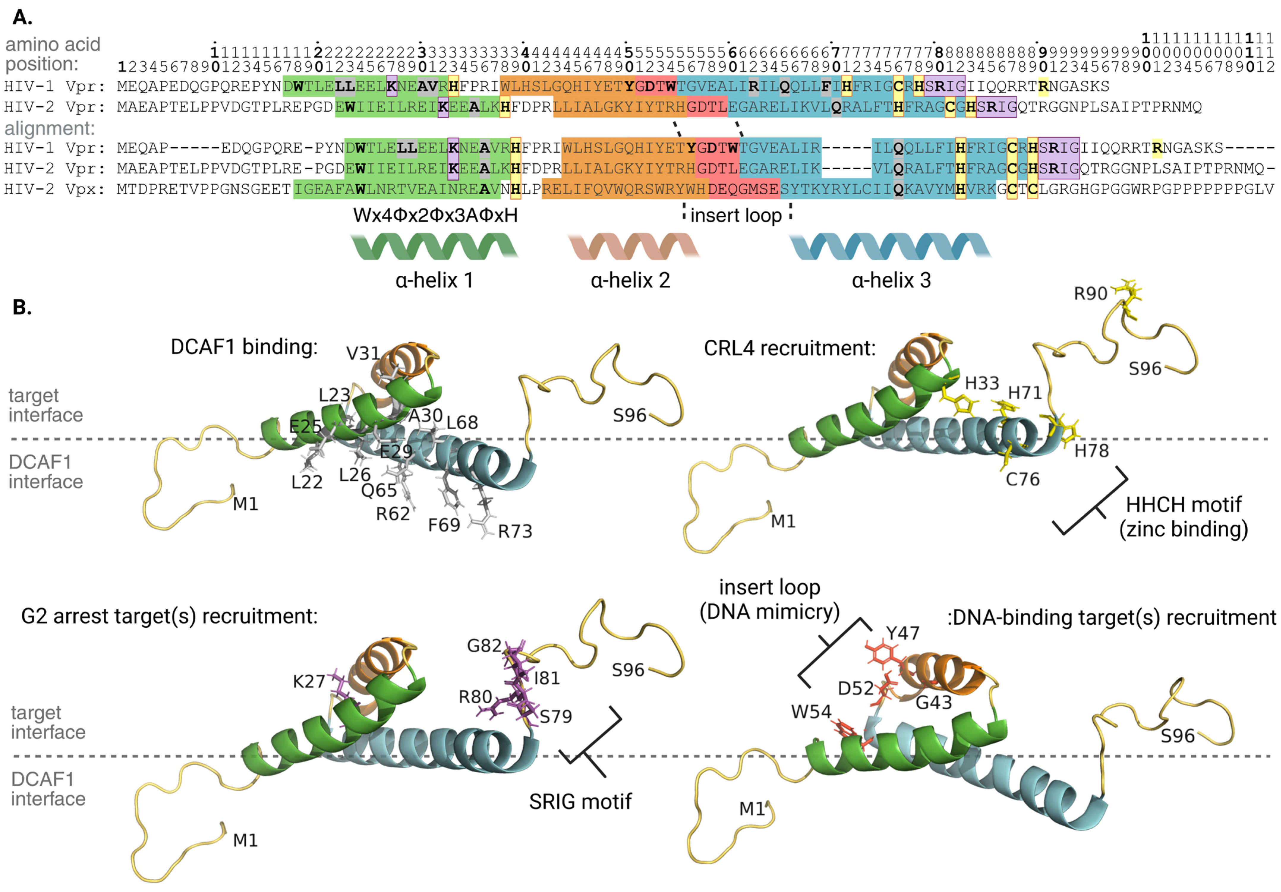 Viruses 16 01313 g002 Viruses 16 01313 g002