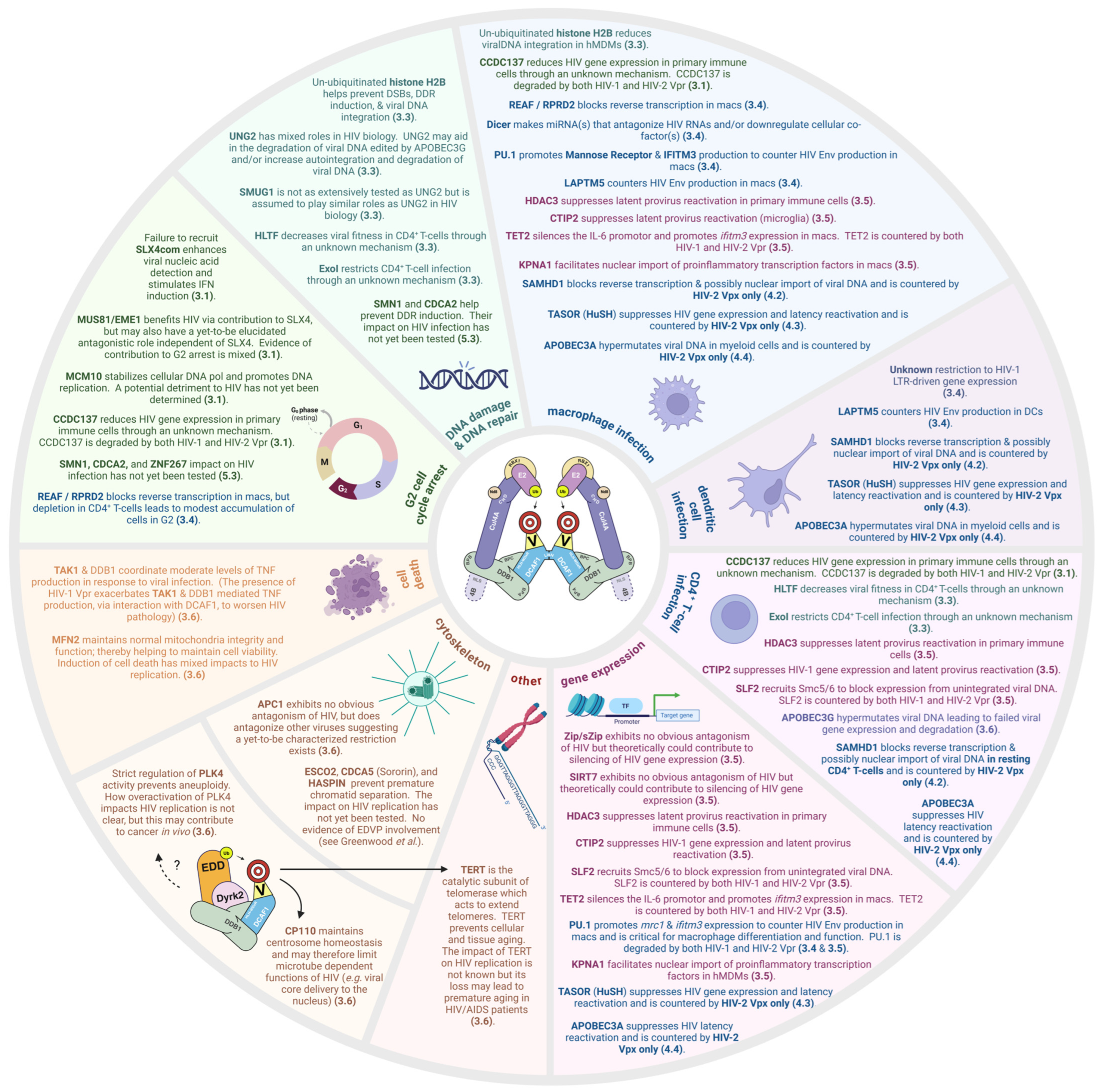 Viruses 16 01313 g003 Viruses 16 01313 g003