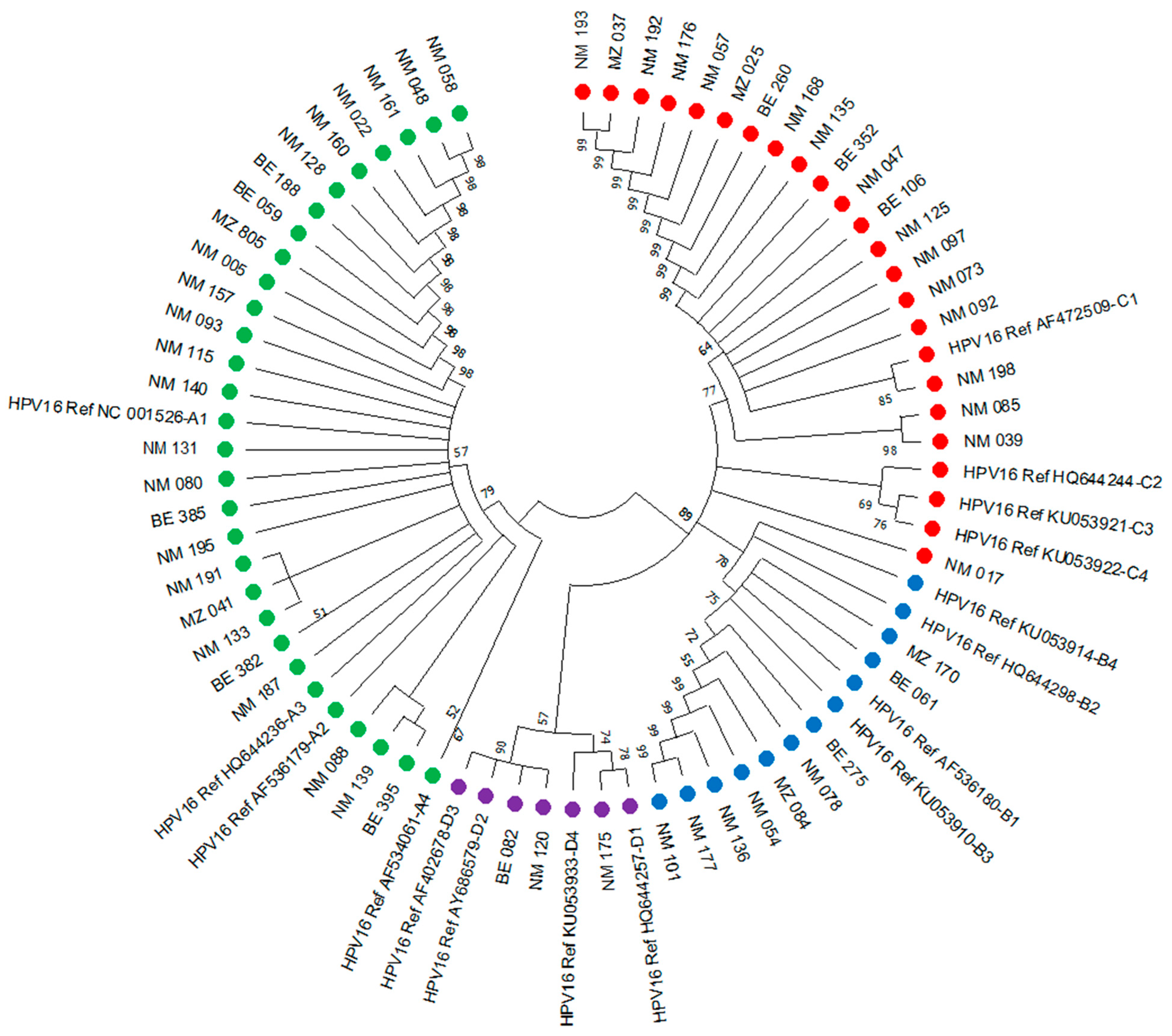 Viruses 16 01314 g001
