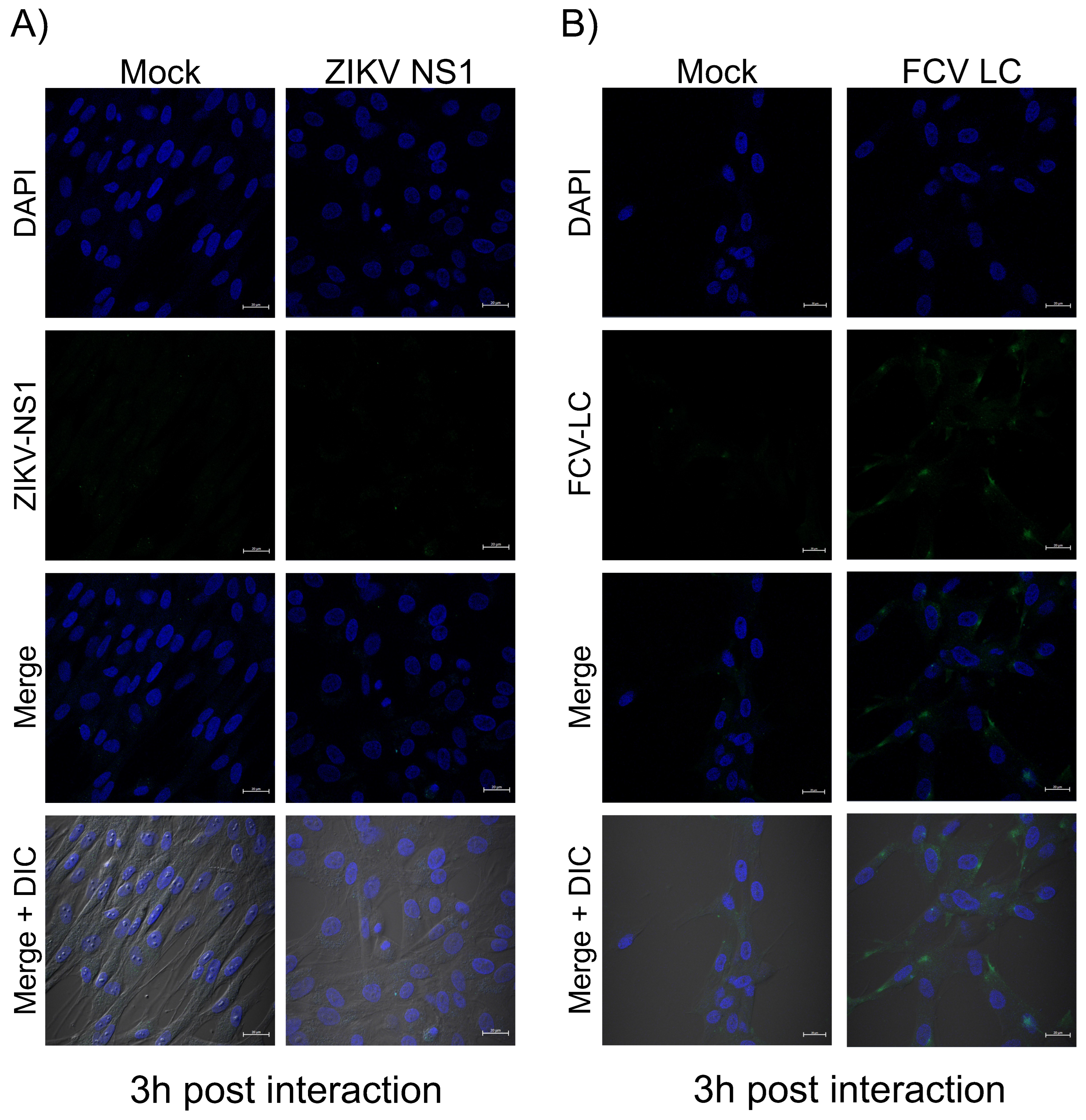 Viruses 16 01319 g004