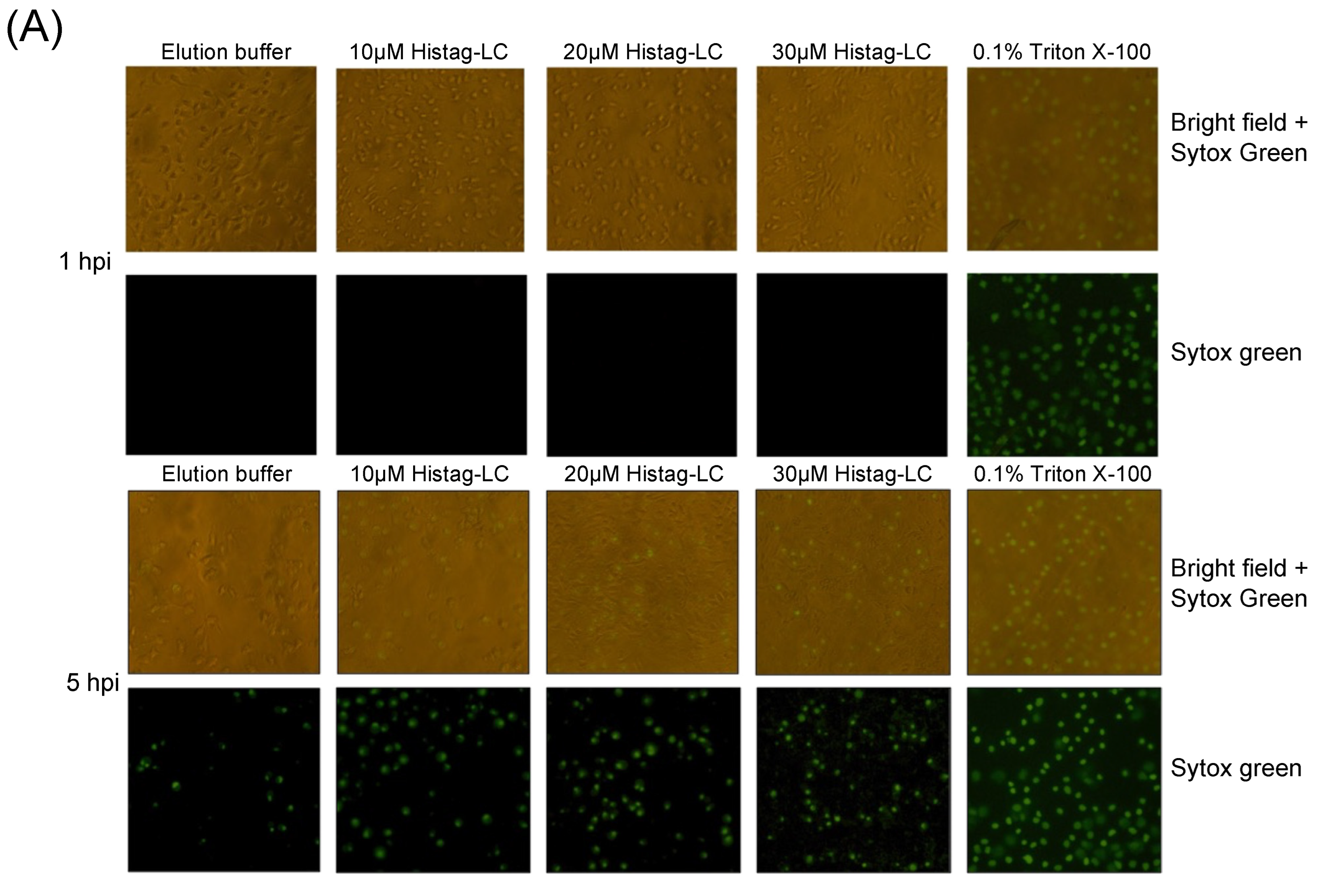 Viruses 16 01319 g005a