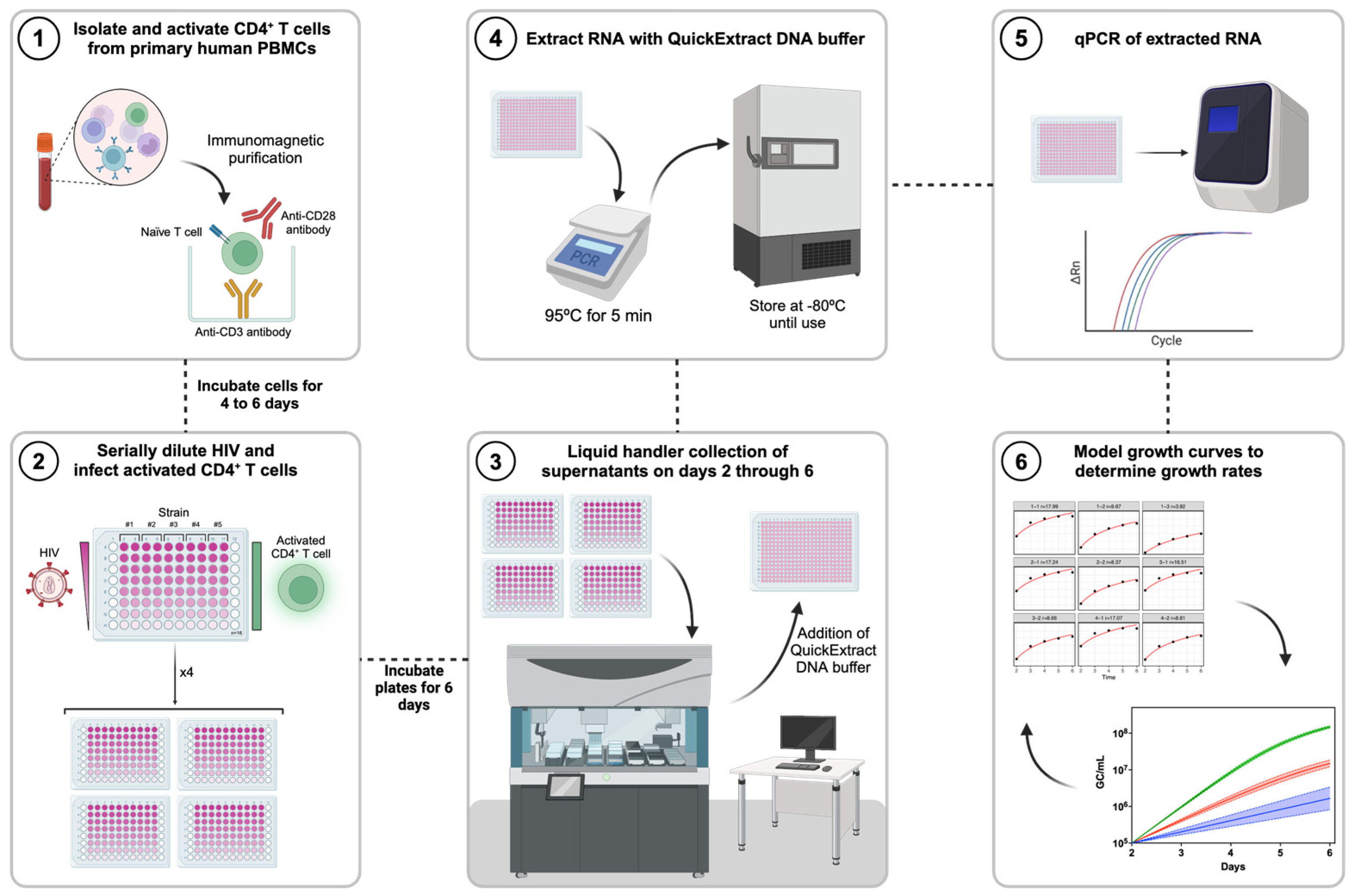 Viruses 16 01320 g001 Viruses 16 01320 g001