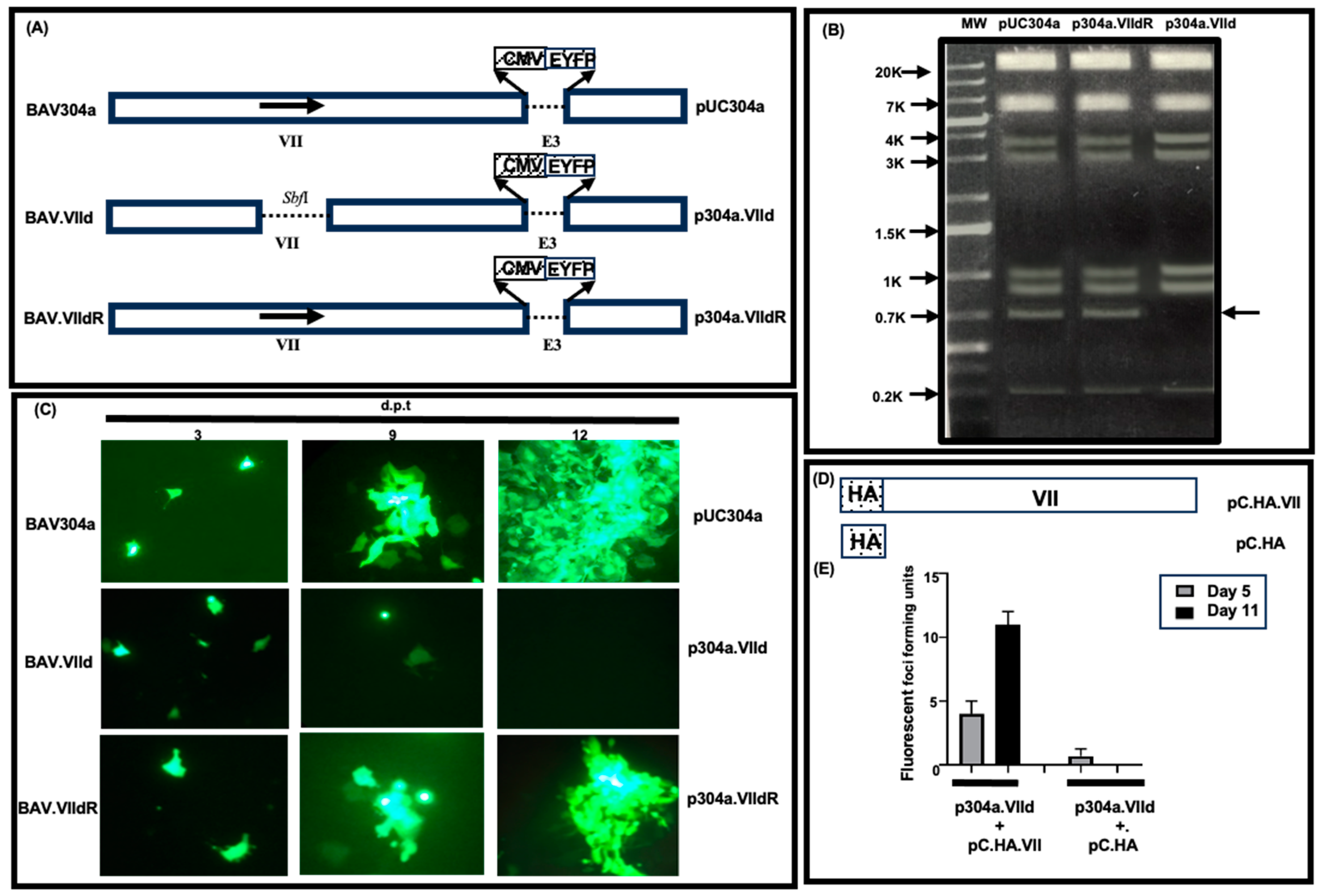 Viruses 16 01323 g001