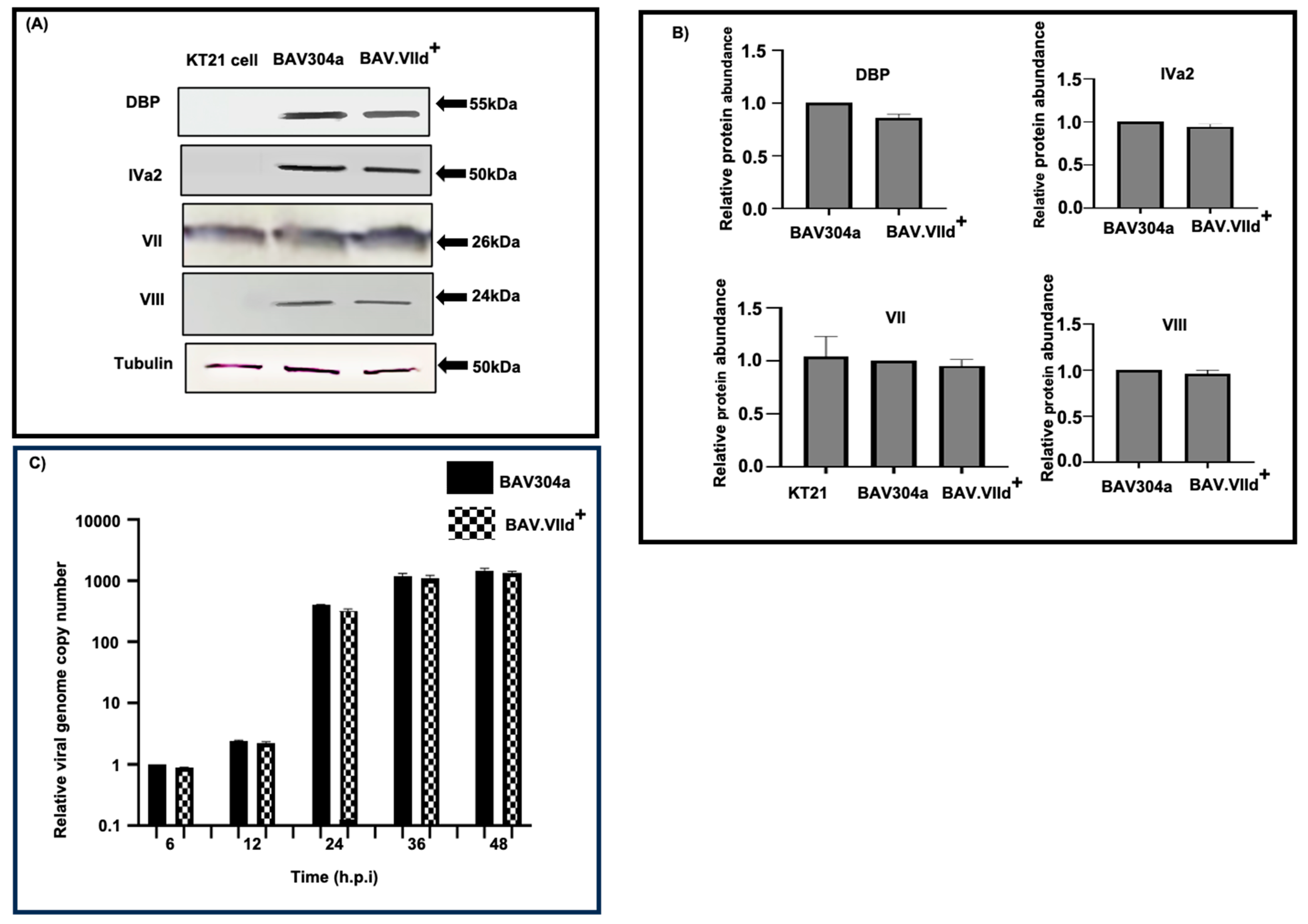 Viruses 16 01323 g004