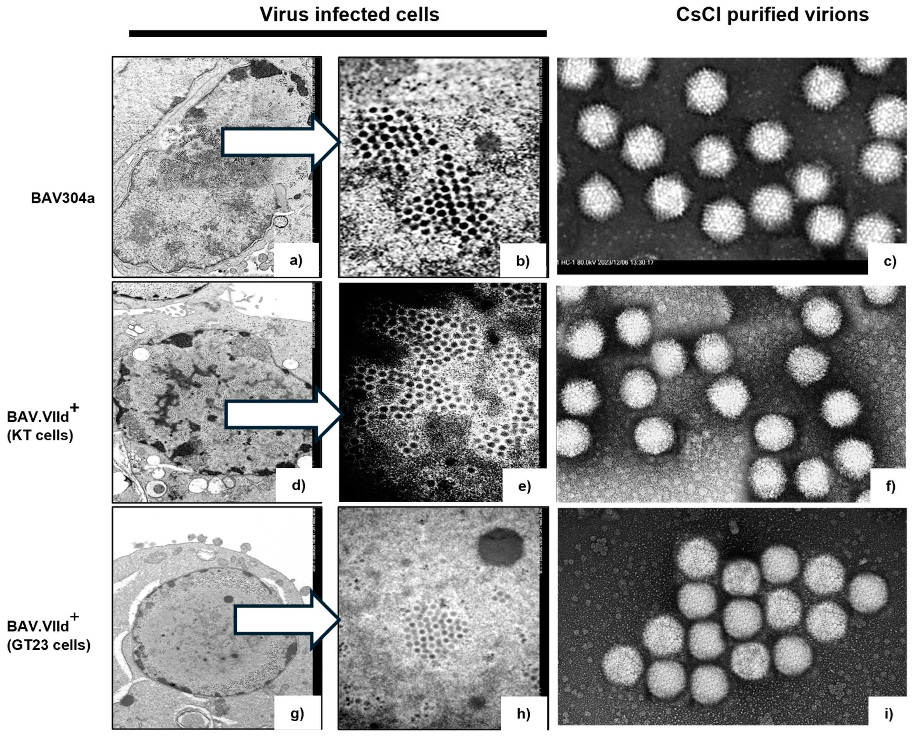Viruses 16 01323 g008