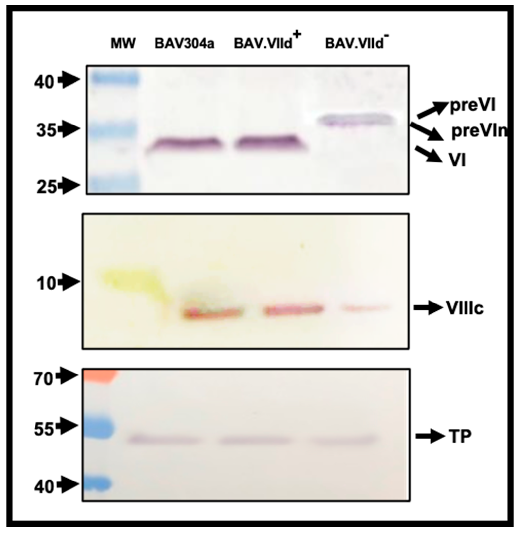 Viruses 16 01323 g010
