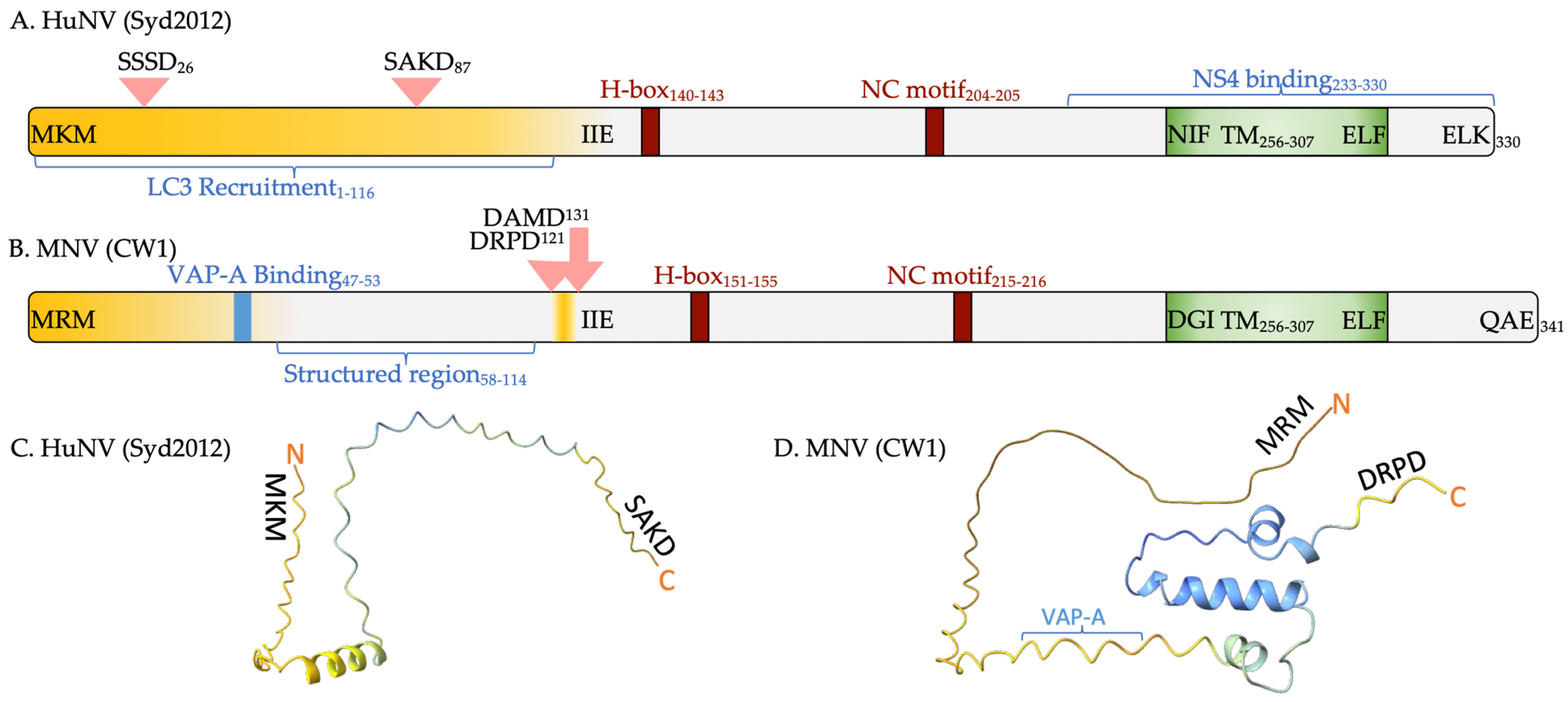 Viruses 16 01324 g003 Viruses 16 01324 g003