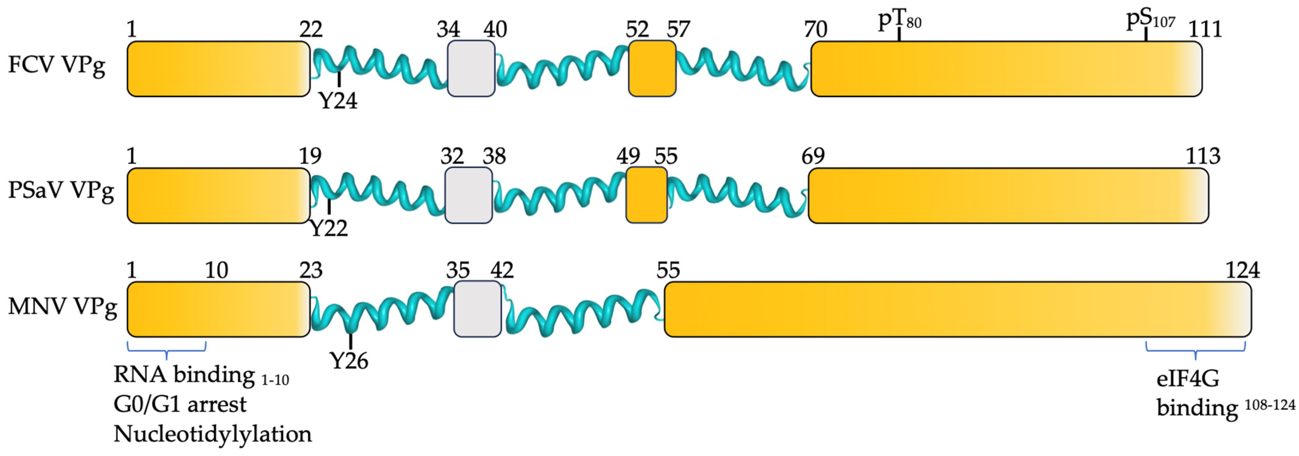 Viruses 16 01324 g004 Viruses 16 01324 g004