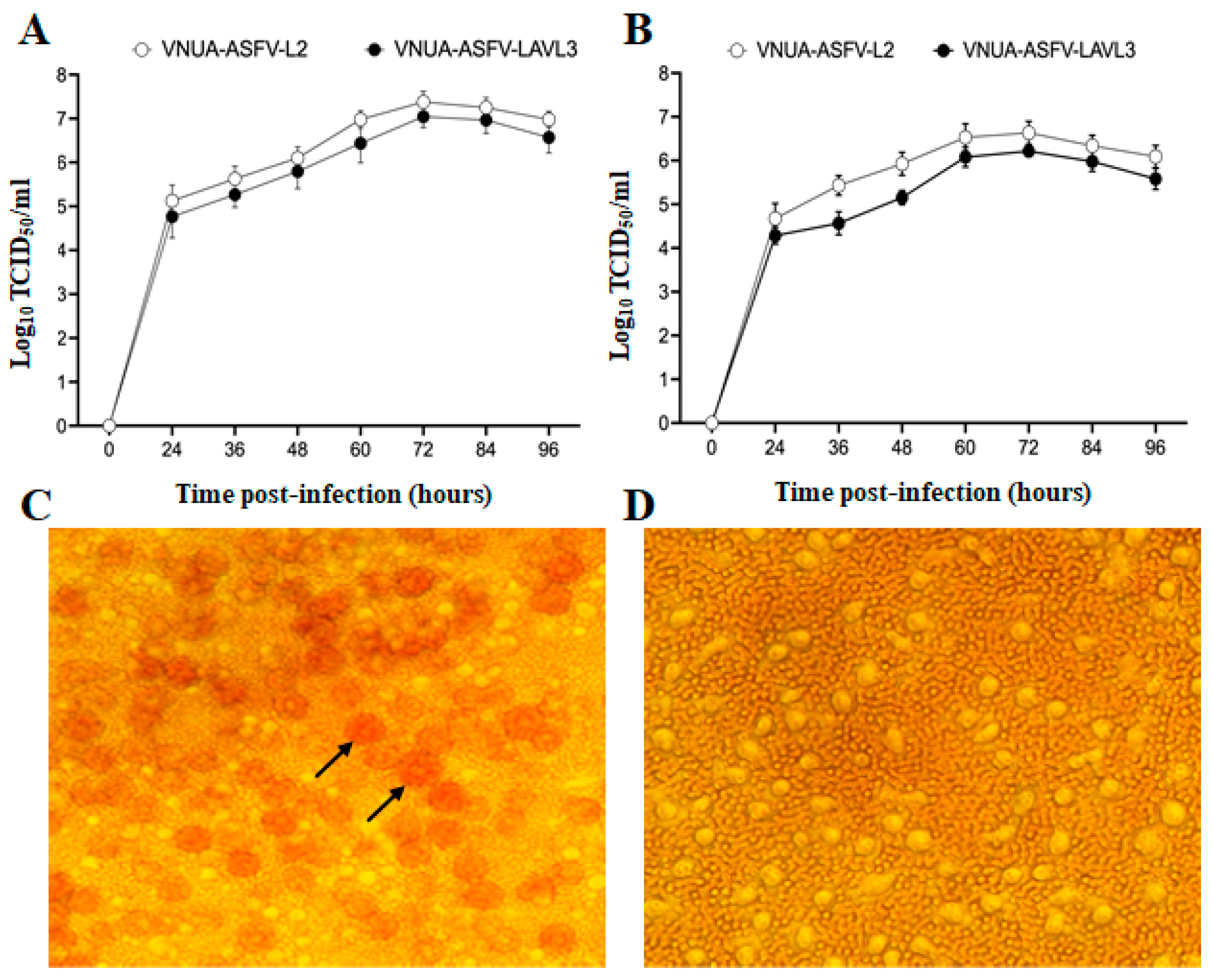 Viruses 16 01326 g001