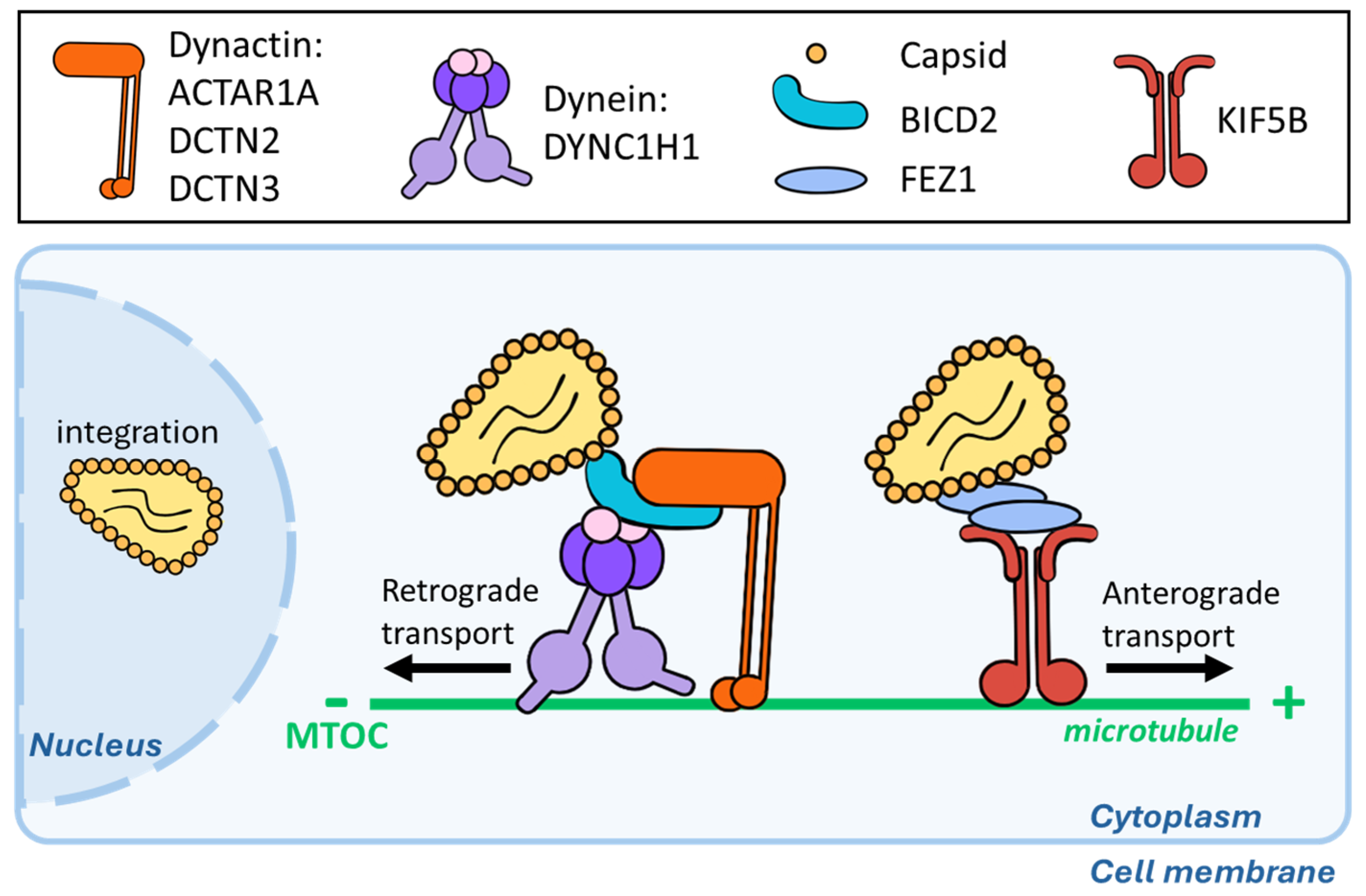Viruses 16 01328 g002