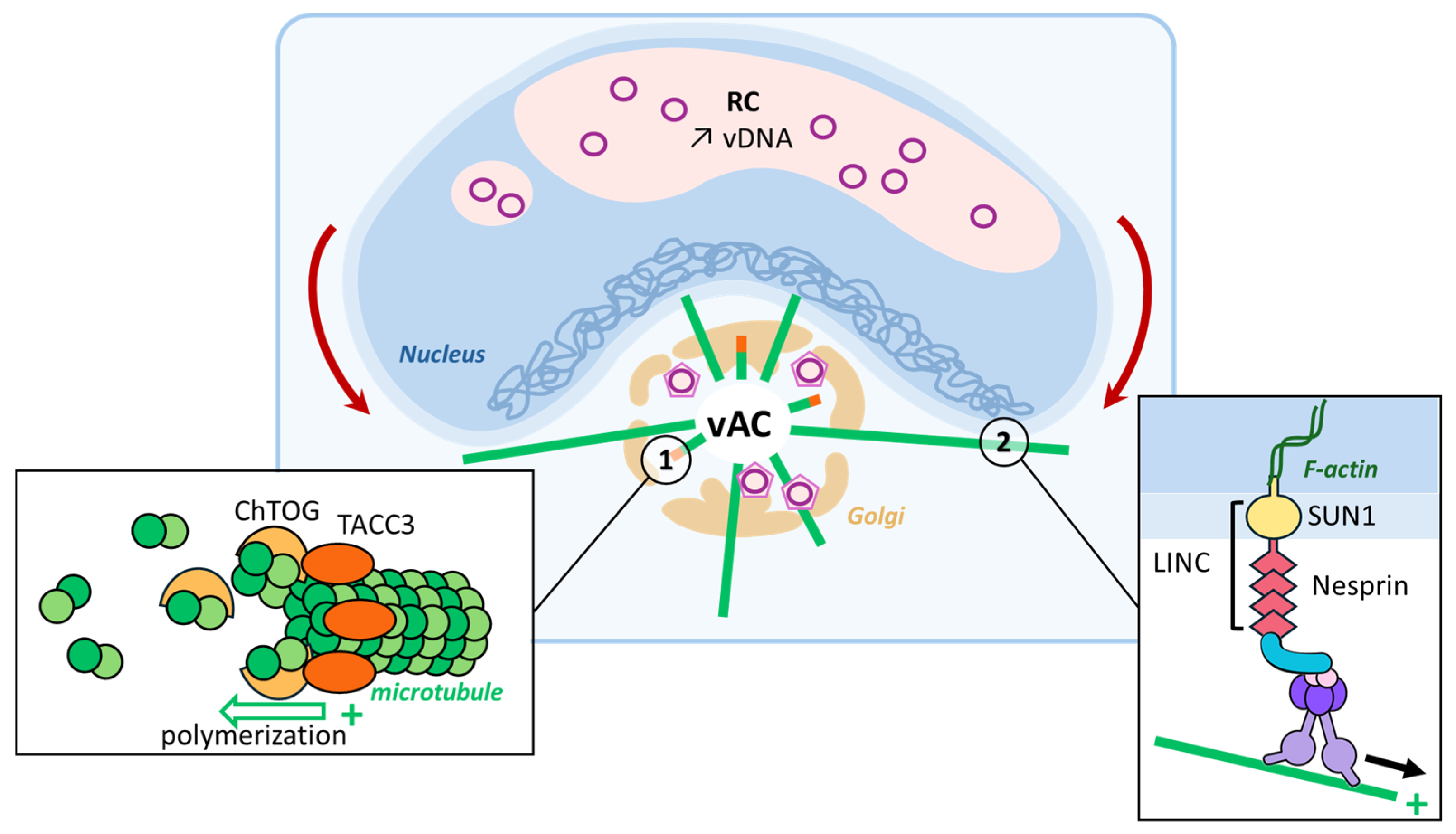 Viruses 16 01328 g003