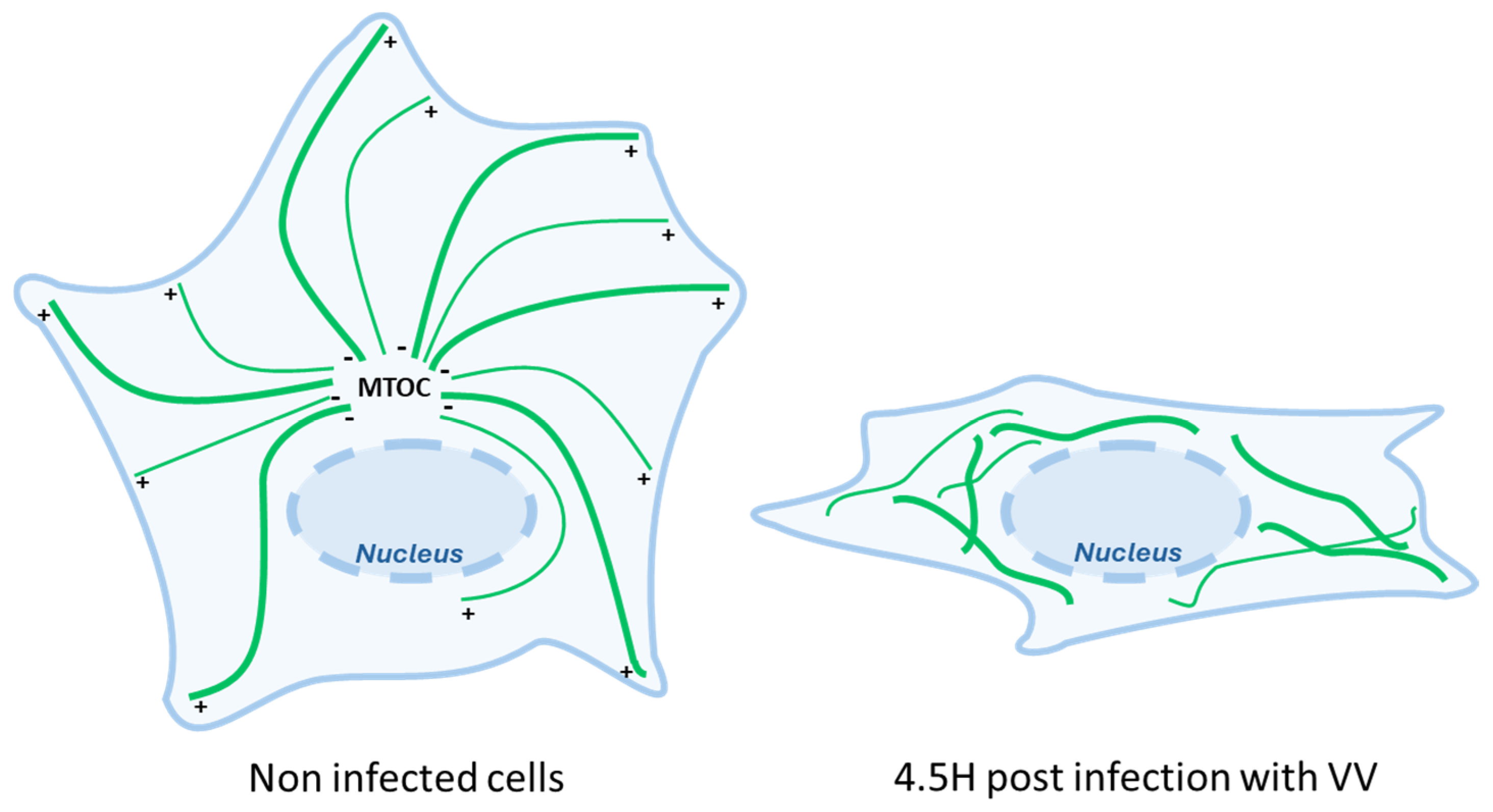 Viruses 16 01328 g004