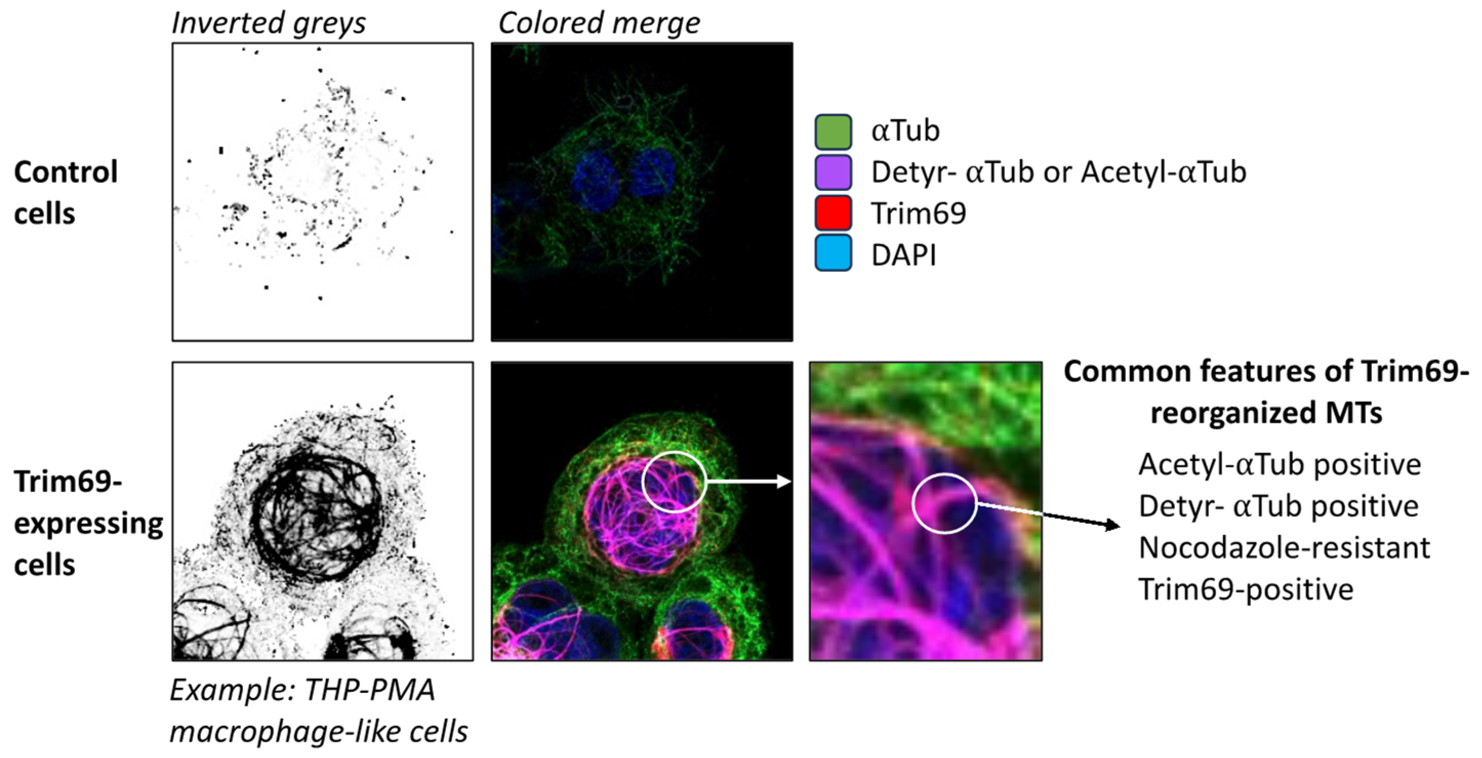 Viruses 16 01328 g005