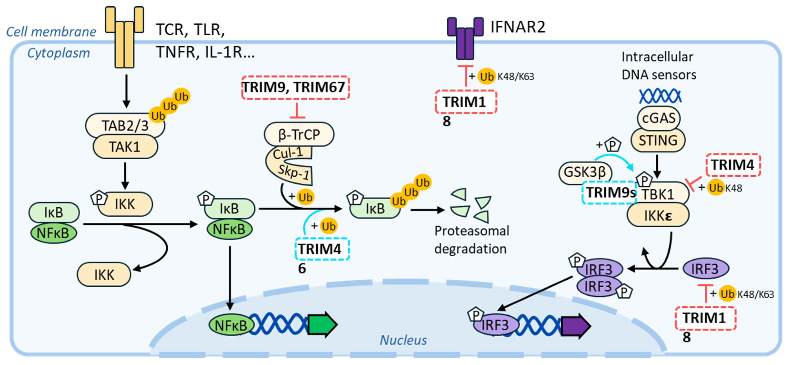 Viruses 16 01328 g007
