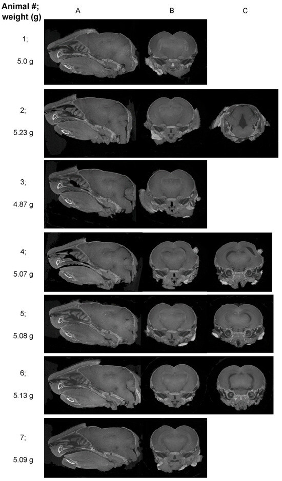 Application of diceCT to Study the Development of the Zika Virus