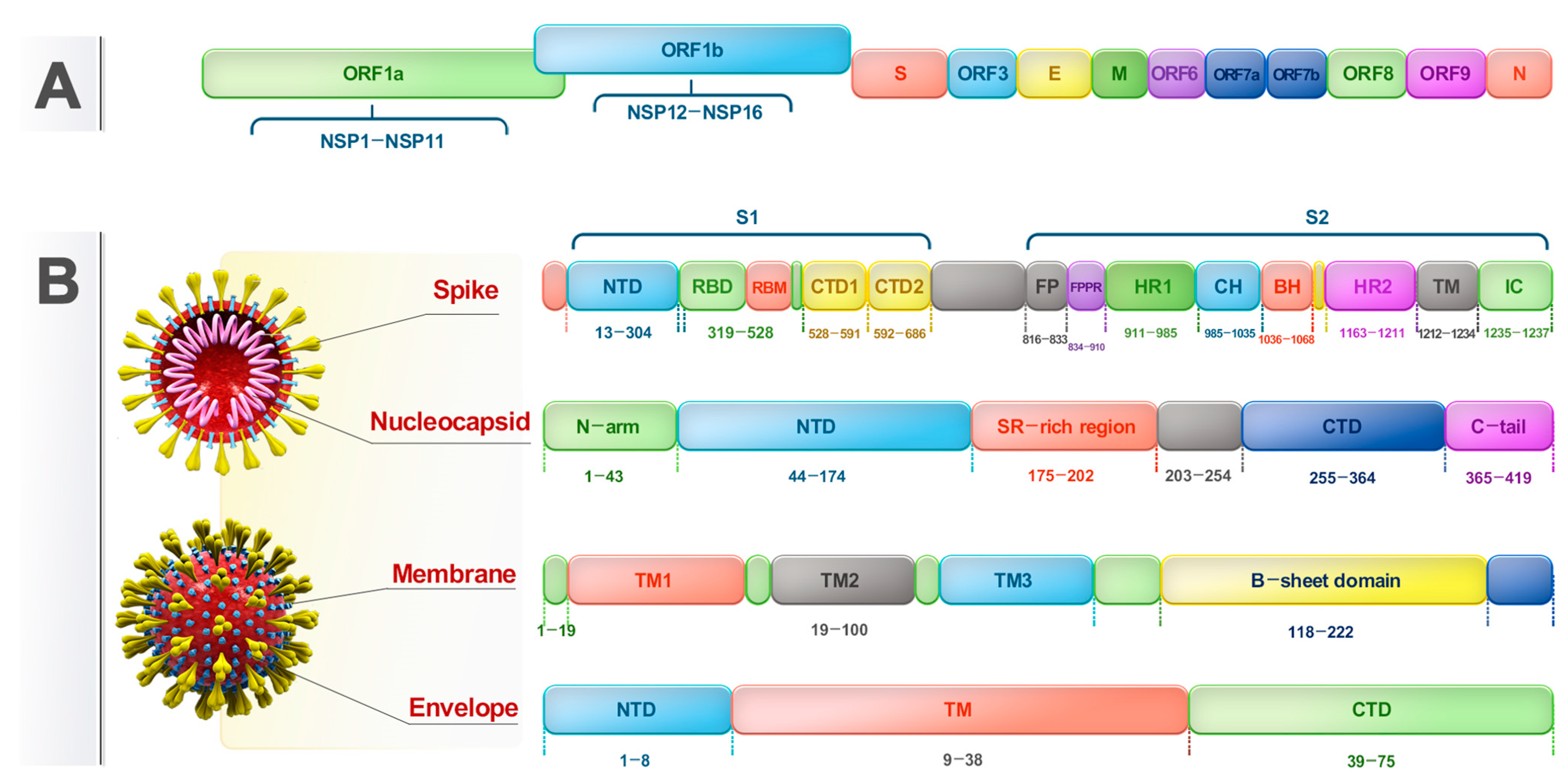 Viruses 16 01331 g001