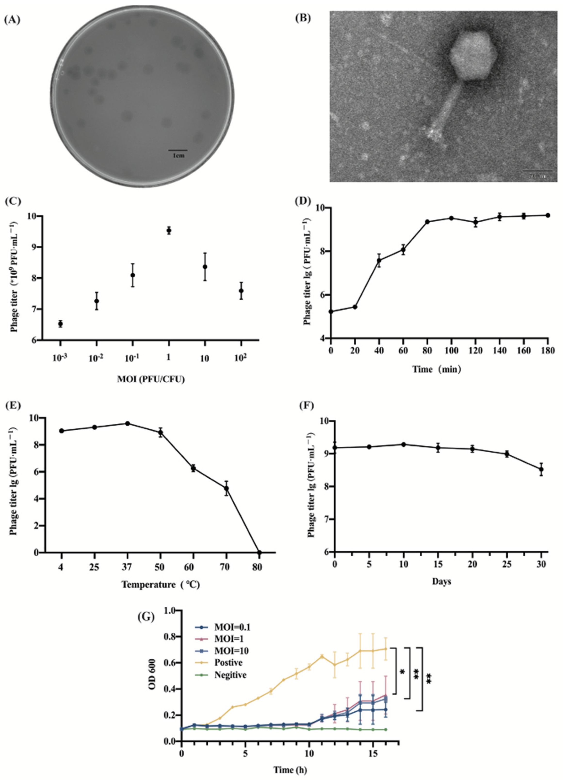 Viruses 16 01338 g001