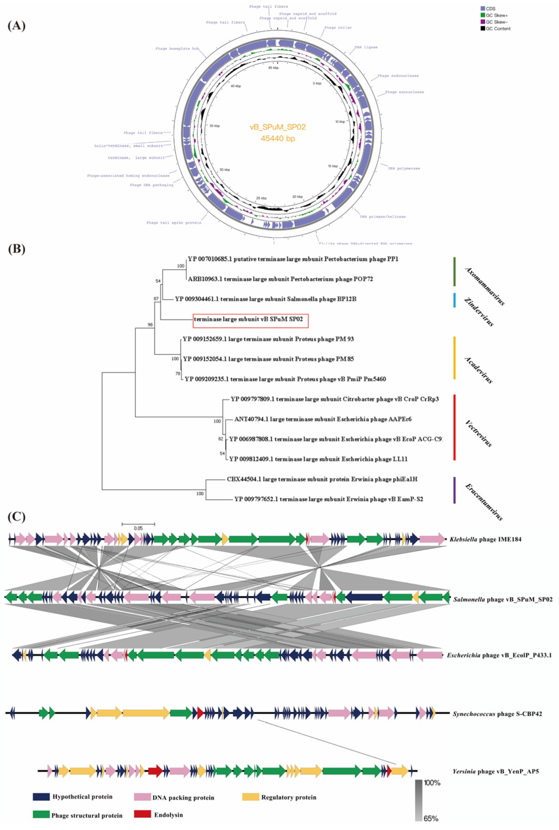 Viruses 16 01338 g002