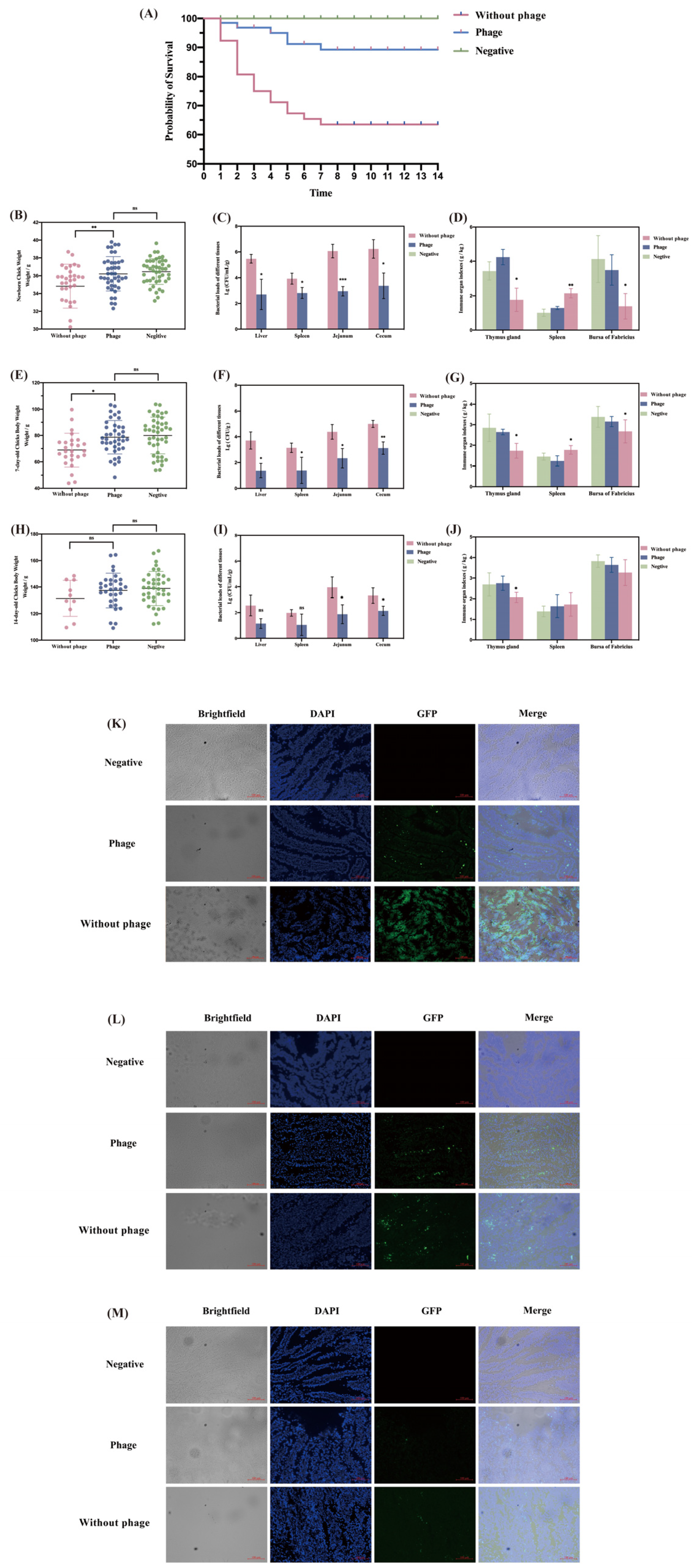 Viruses 16 01338 g004