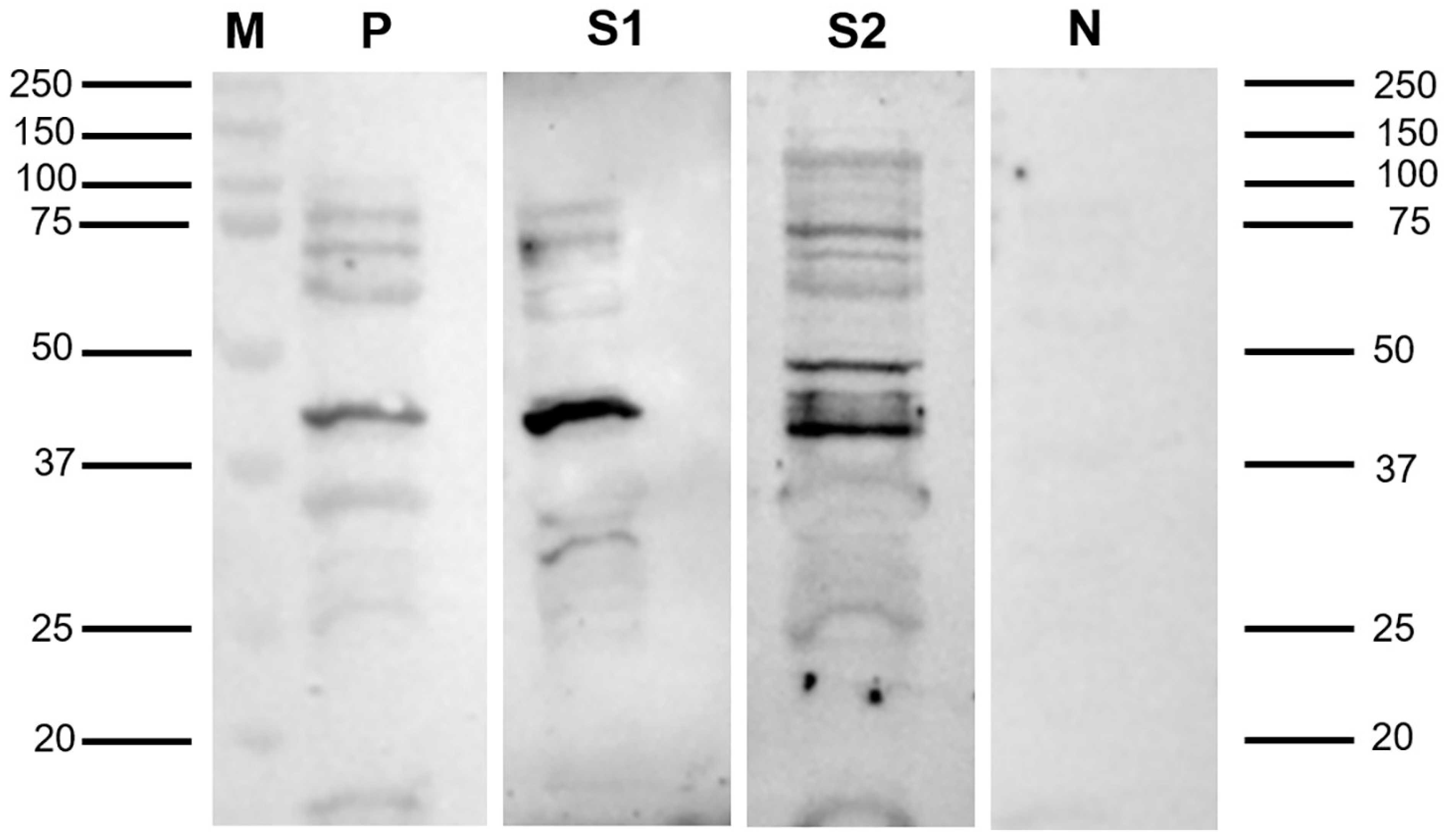 Viruses 16 01339 g001