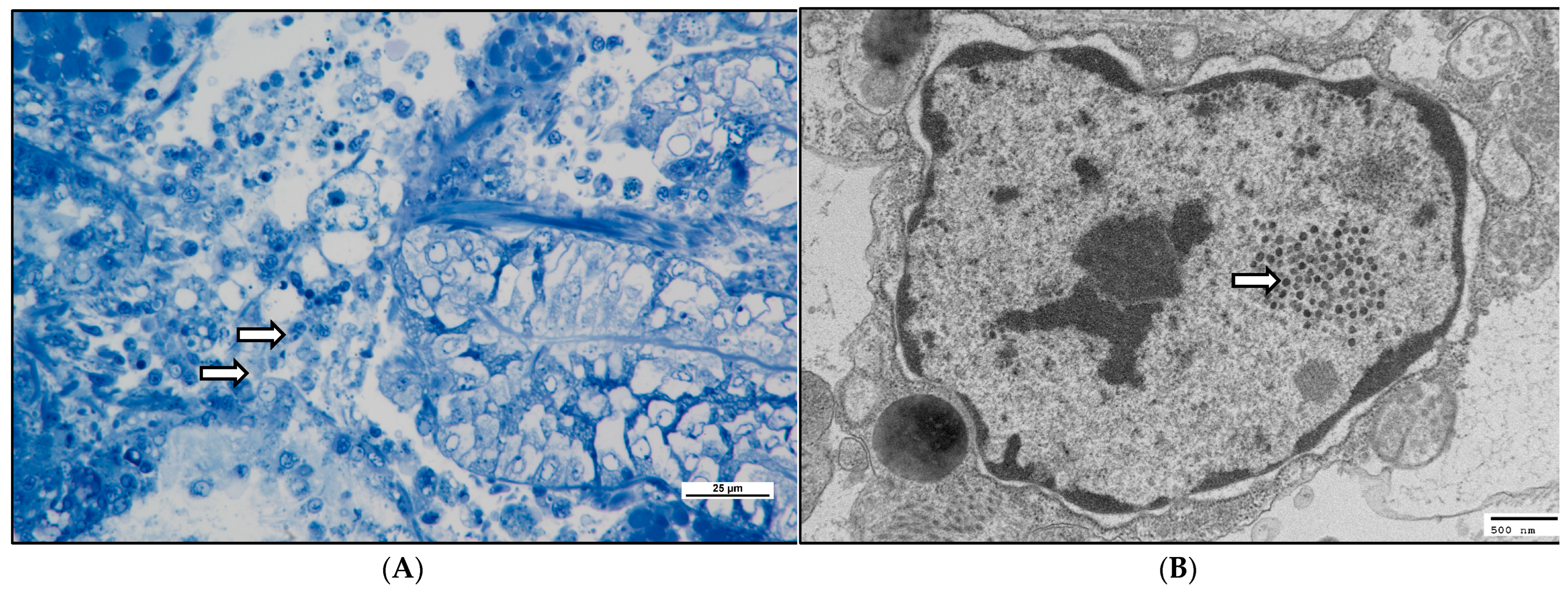 Viruses 16 01343 g007