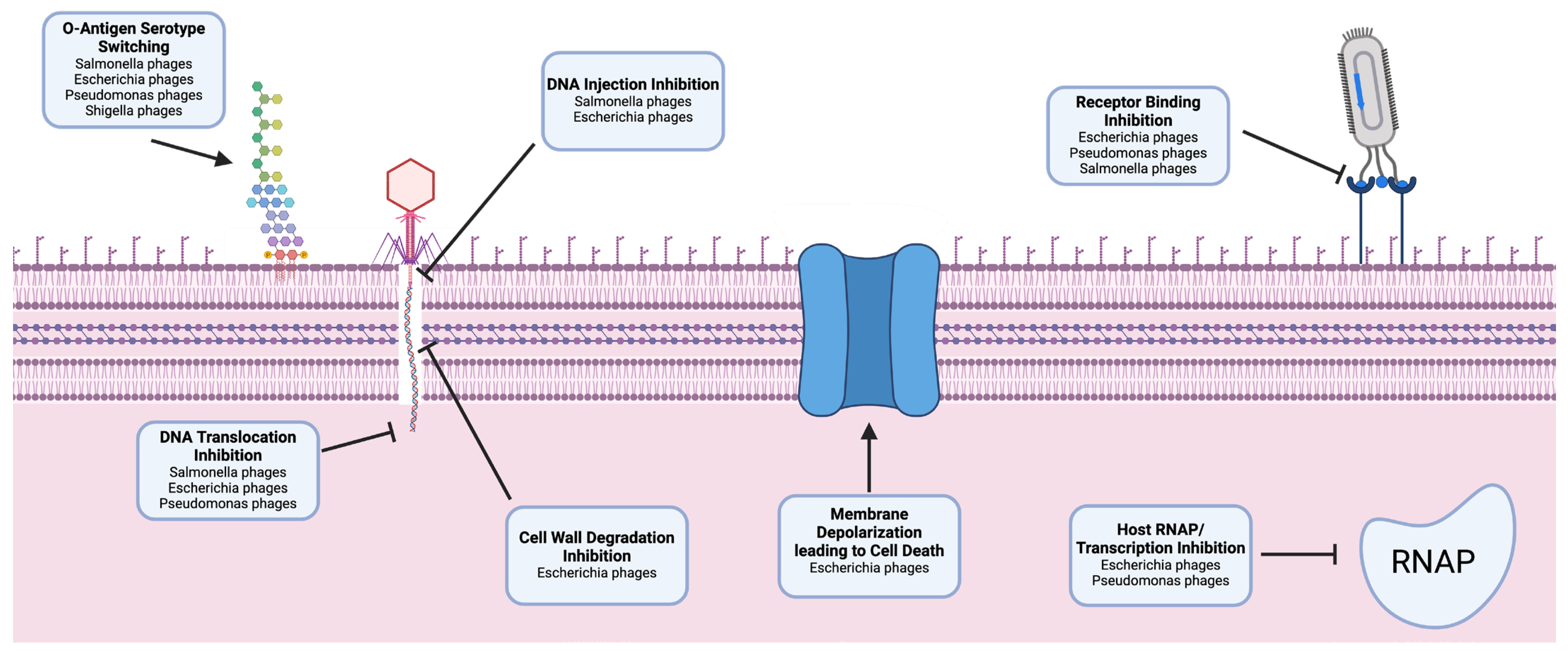 Viruses 16 01348 g002 Viruses 16 01348 g002