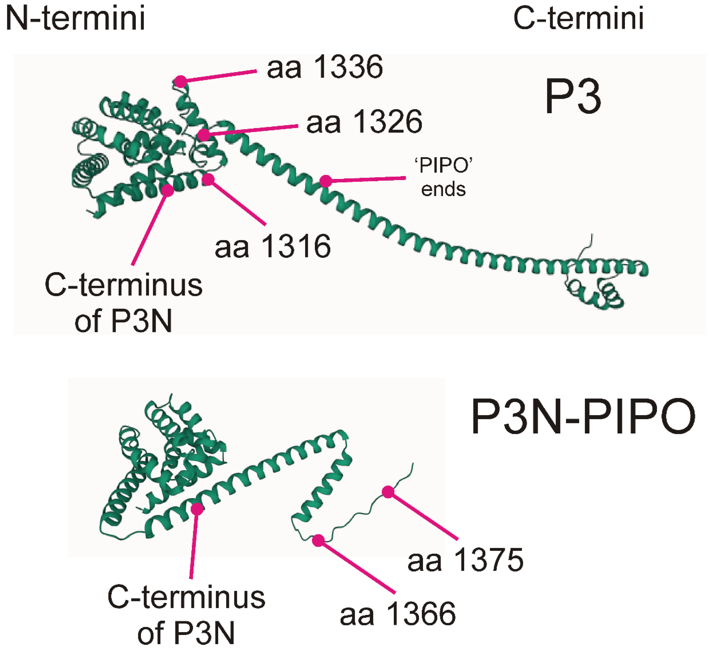 Viruses 16 01351 g007
