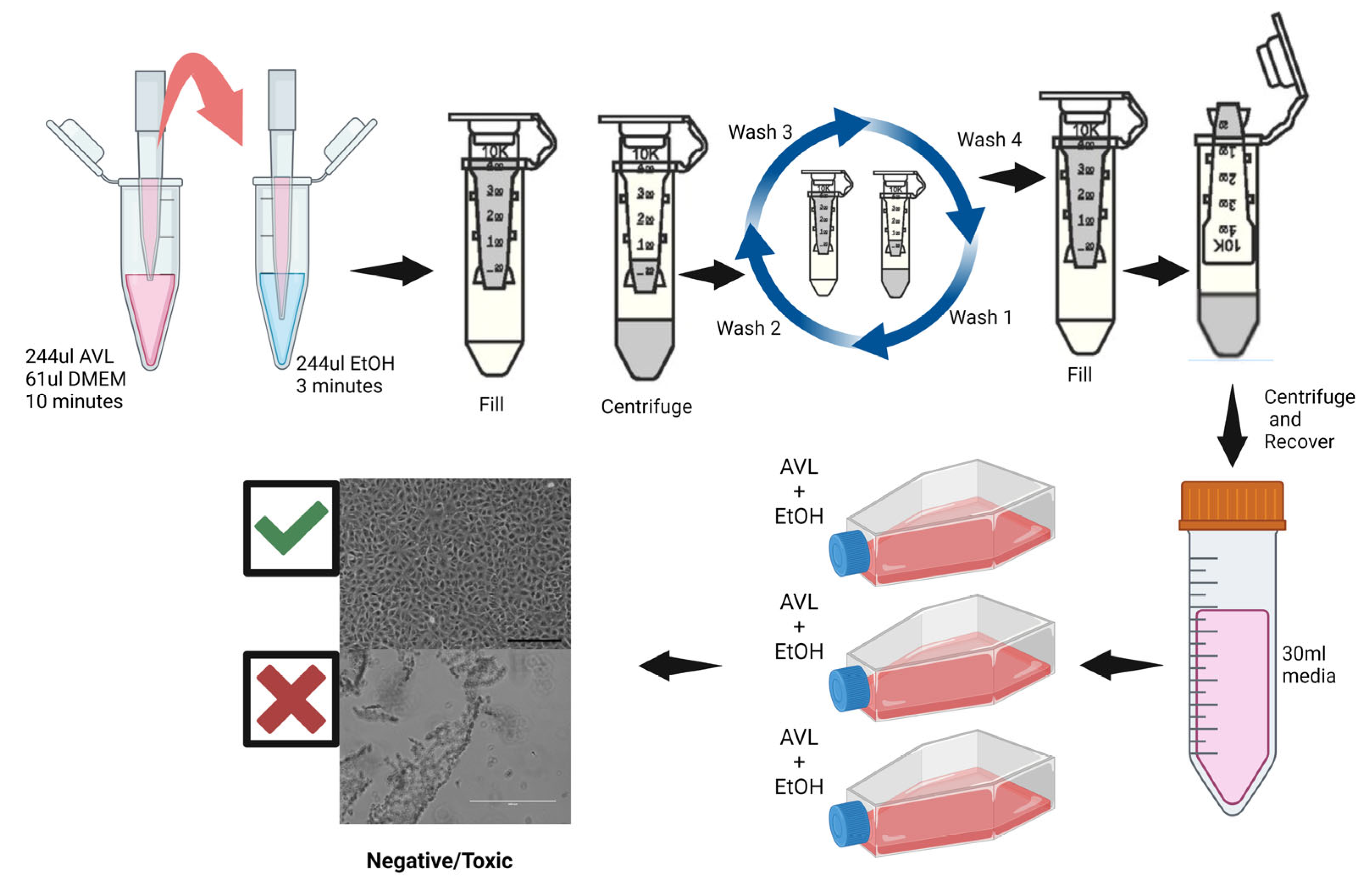 Viruses 16 01354 g001