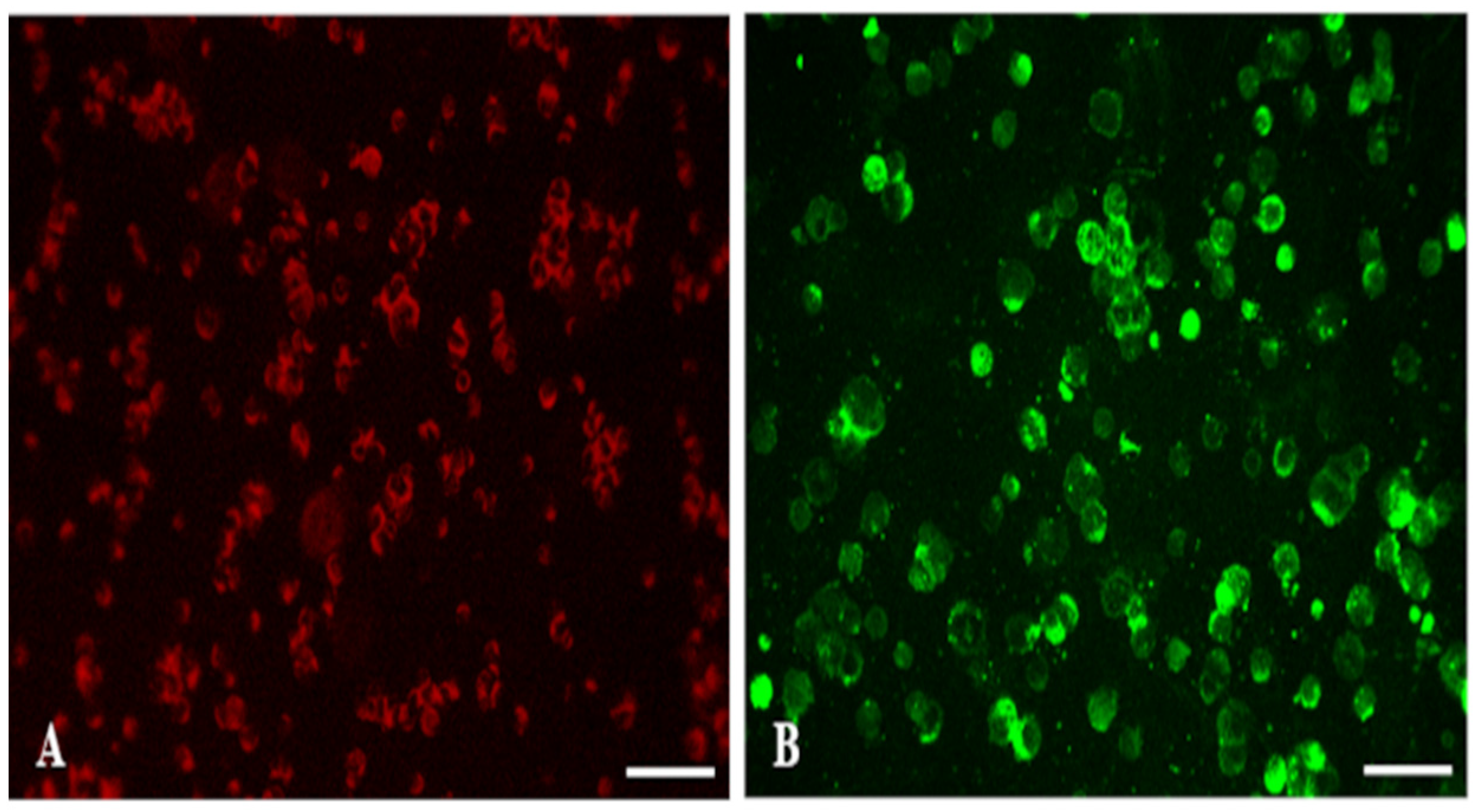 Viruses 16 01355 g002 Viruses 16 01355 g002