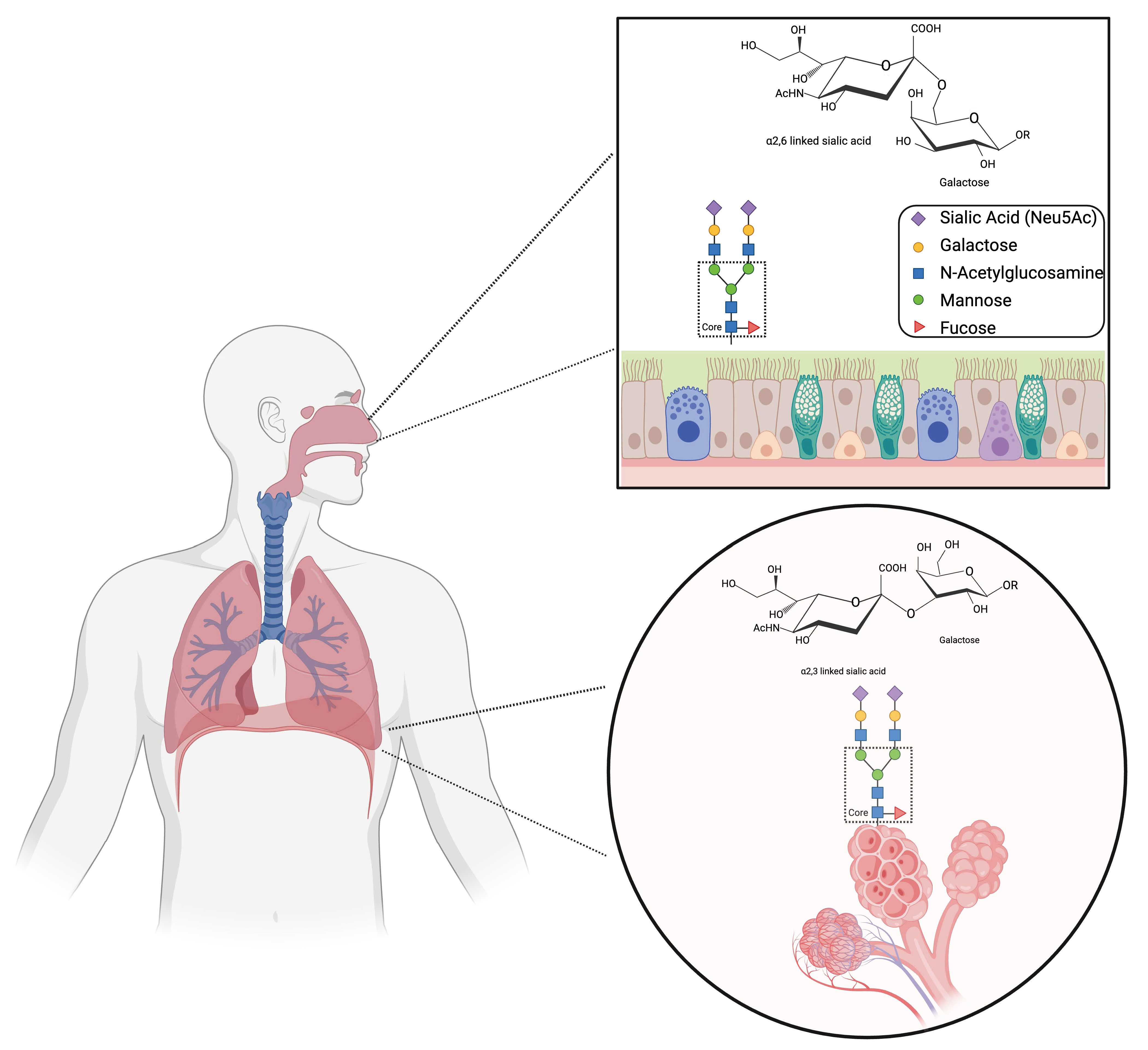 Viruses 16 01356 g001