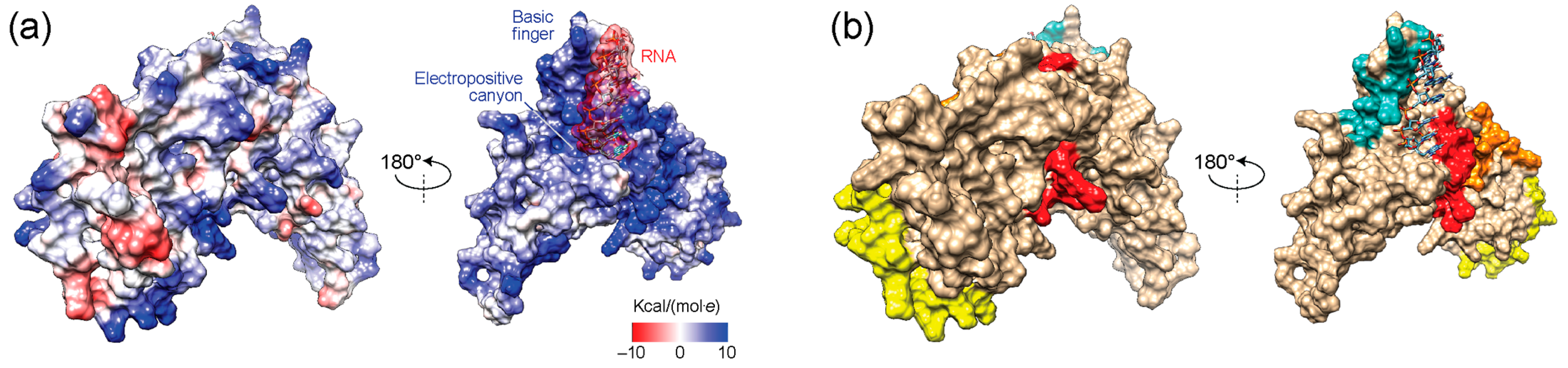 Viruses 16 01358 g007
