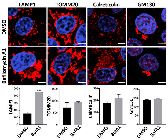 Bafilomycin A1 Inhibits HIV-1 Infection by Disrupting Lysosomal
