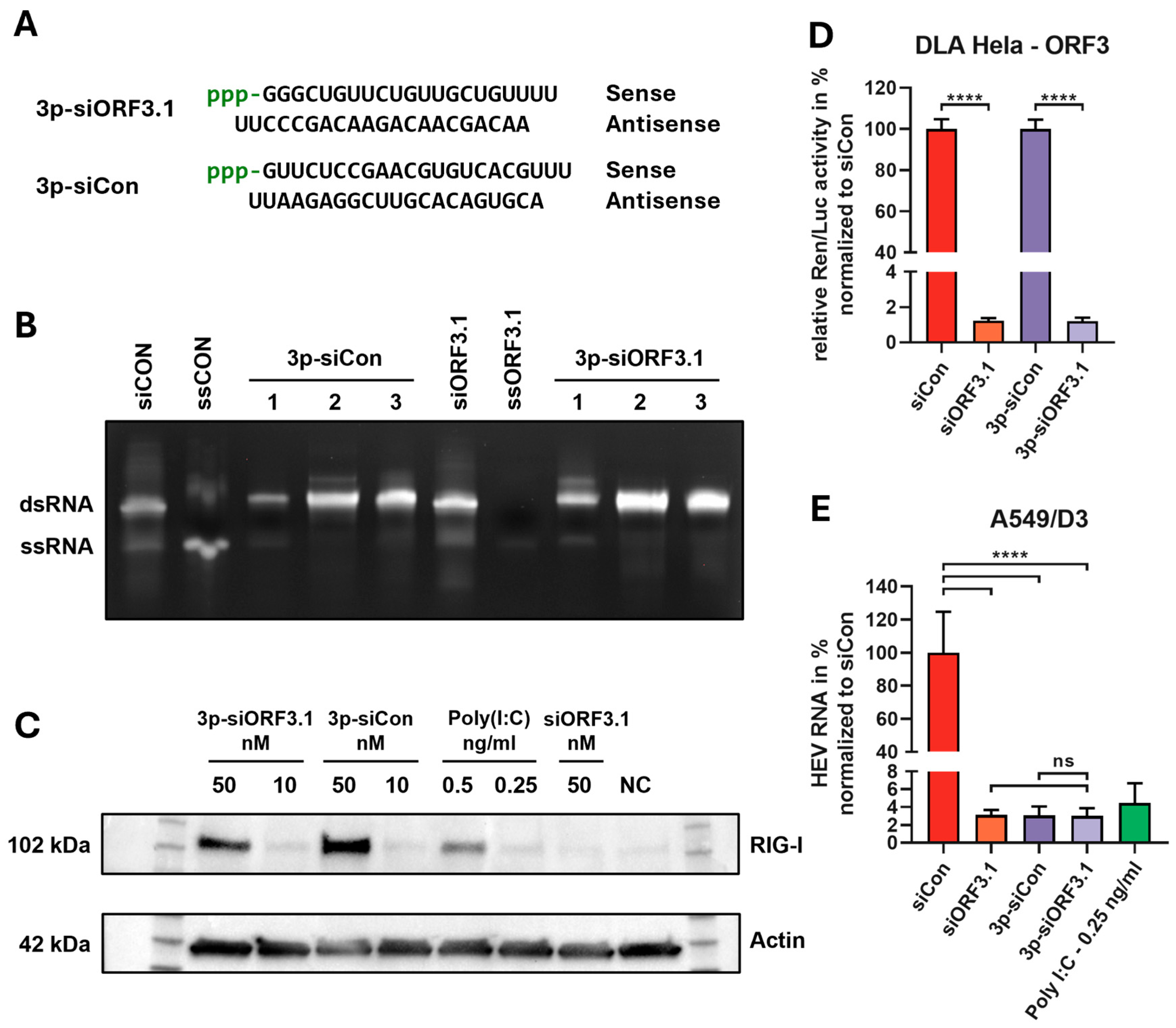 Viruses 16 01378 g005