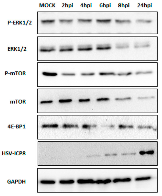 HSV-2 Manipulates Autophagy through Interferon Pathway: A Strategy for  Viral Survival