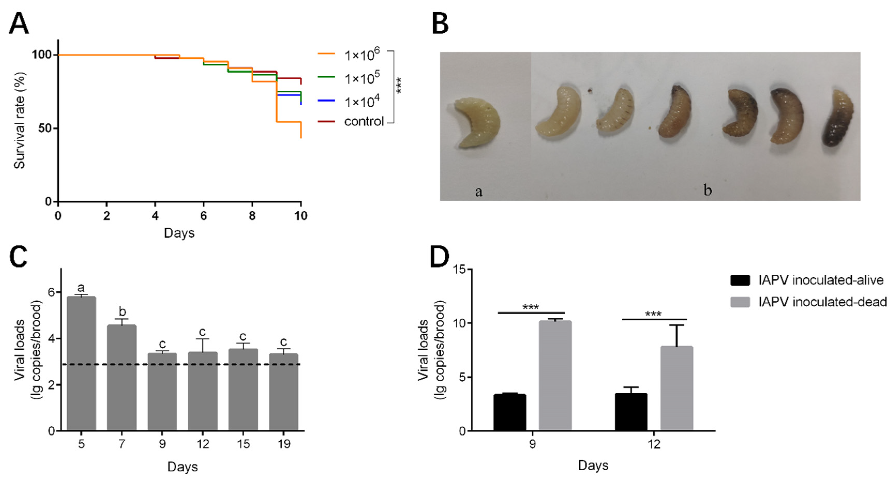 Viruses 16 01395 g004